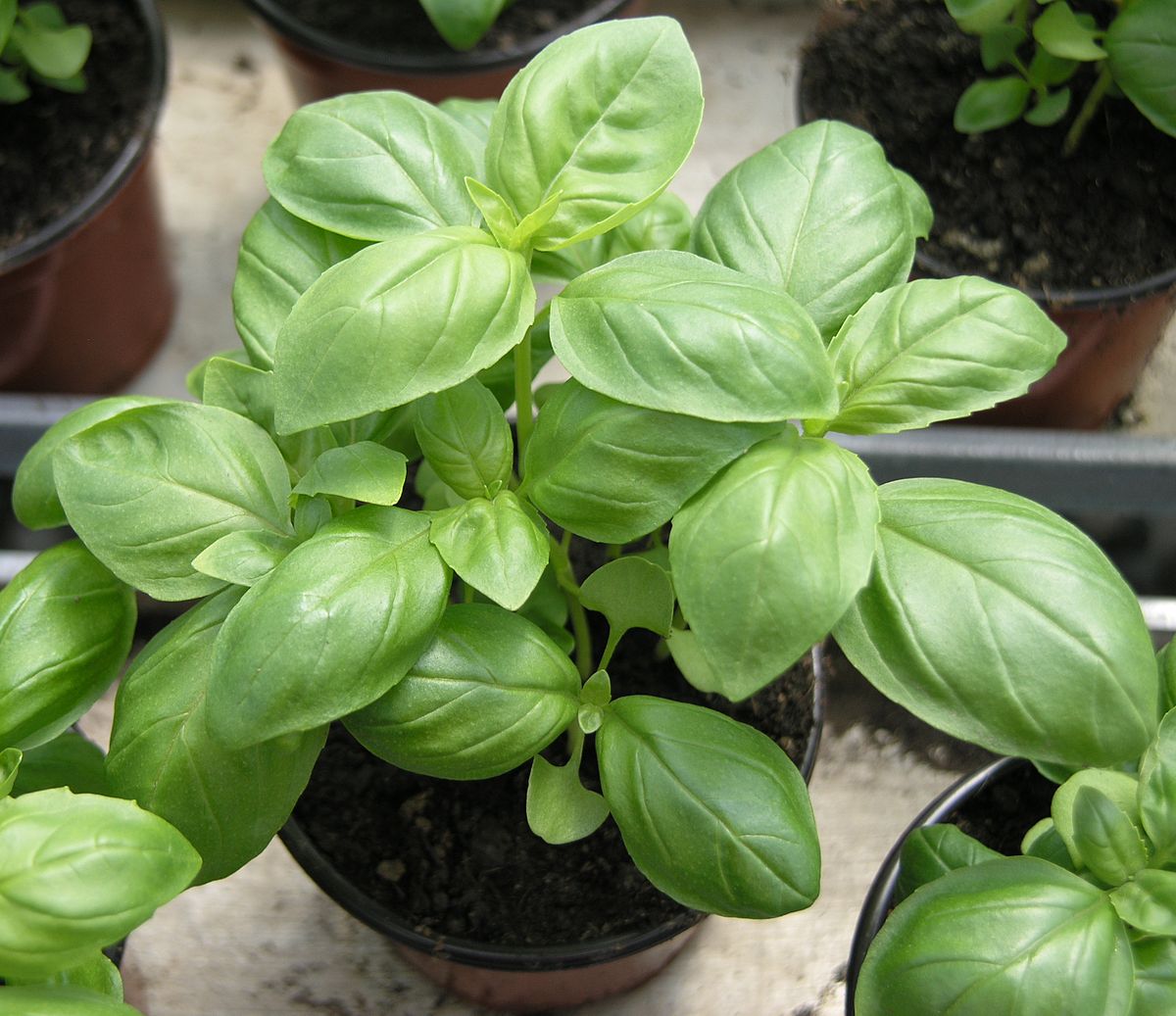 Live Plants