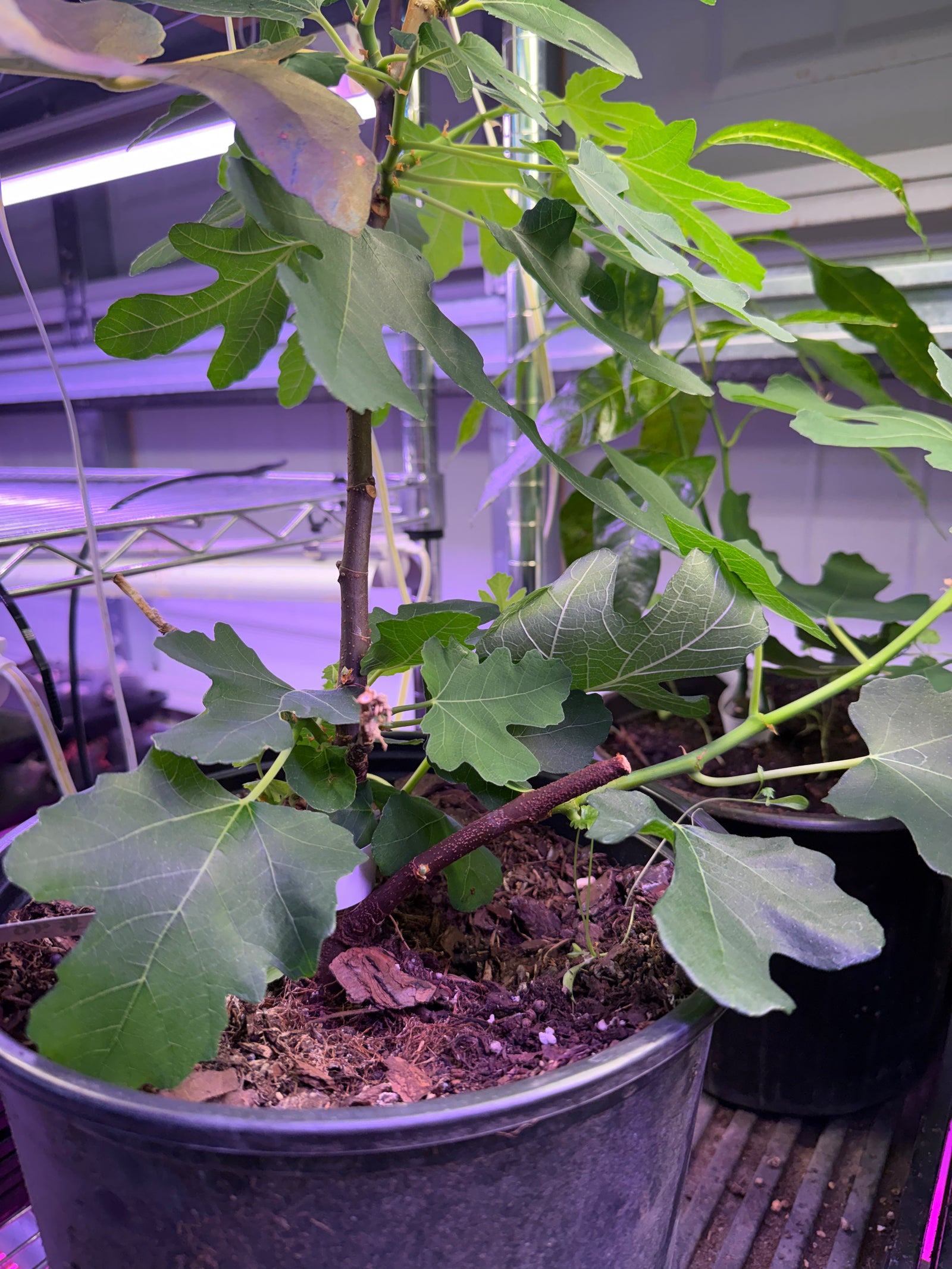 Grafted Fruit Trees (Not Mango or Avocado)
