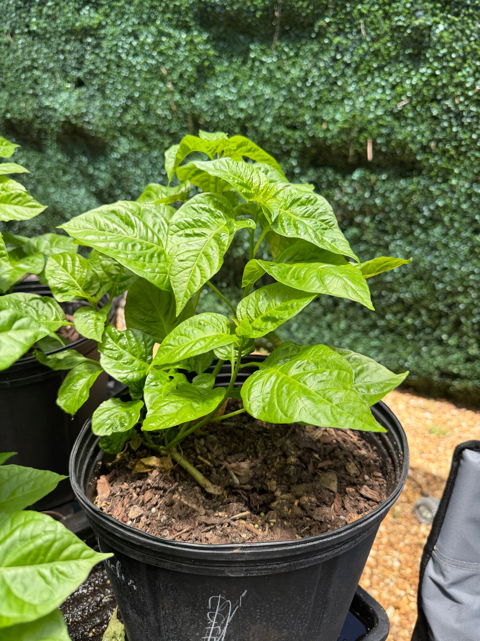 Zone 9: Subtropical Collection