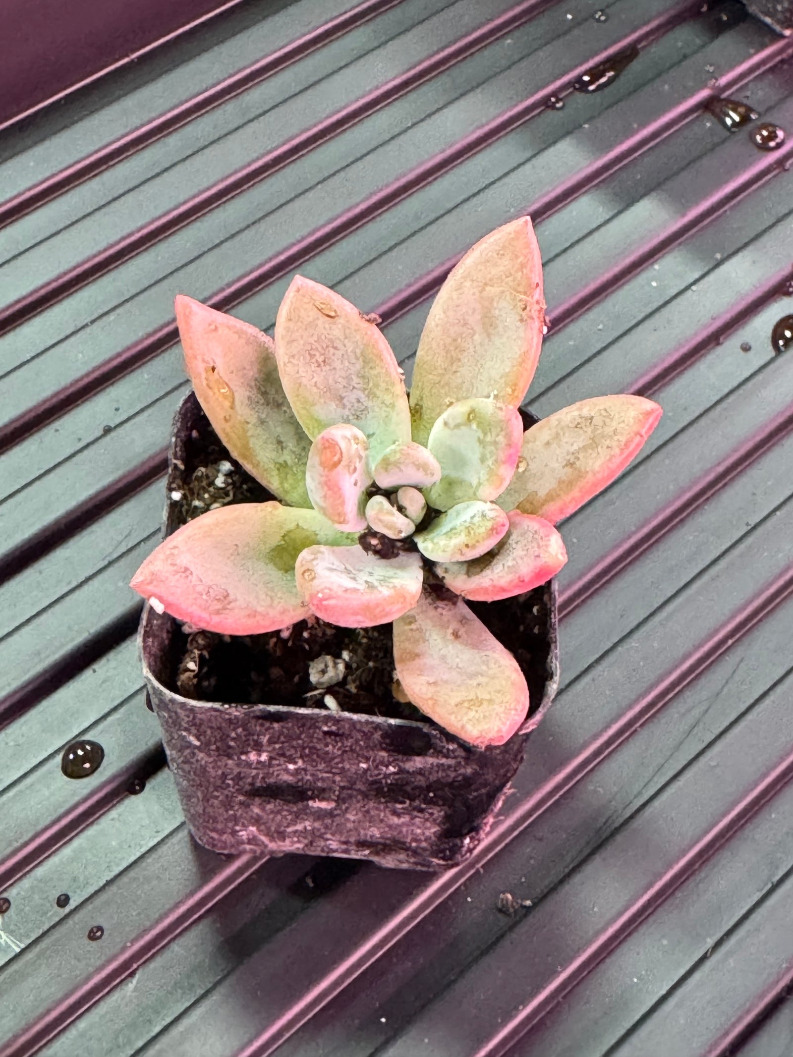 Succulents