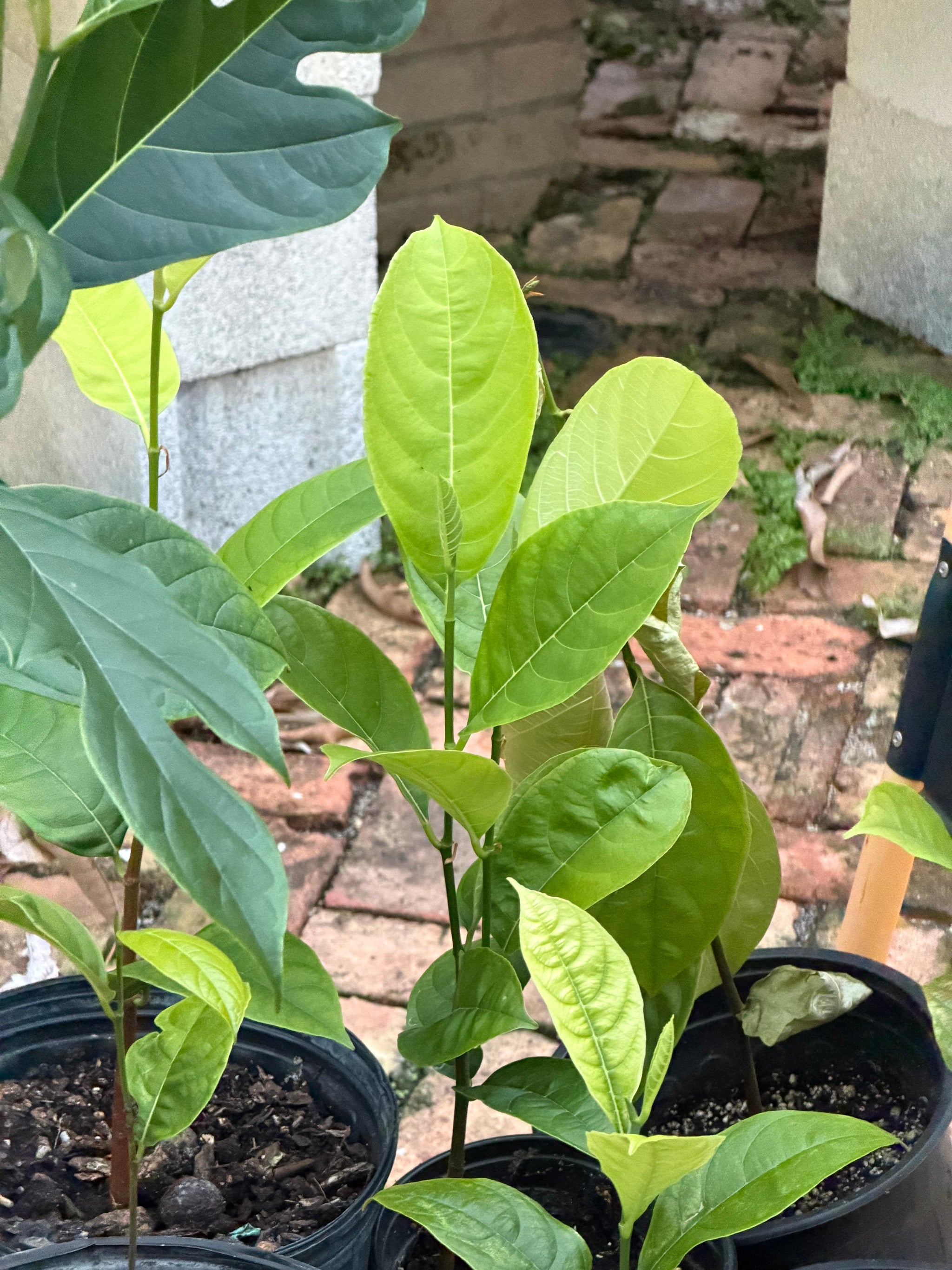 Jackfruit (From Seed)