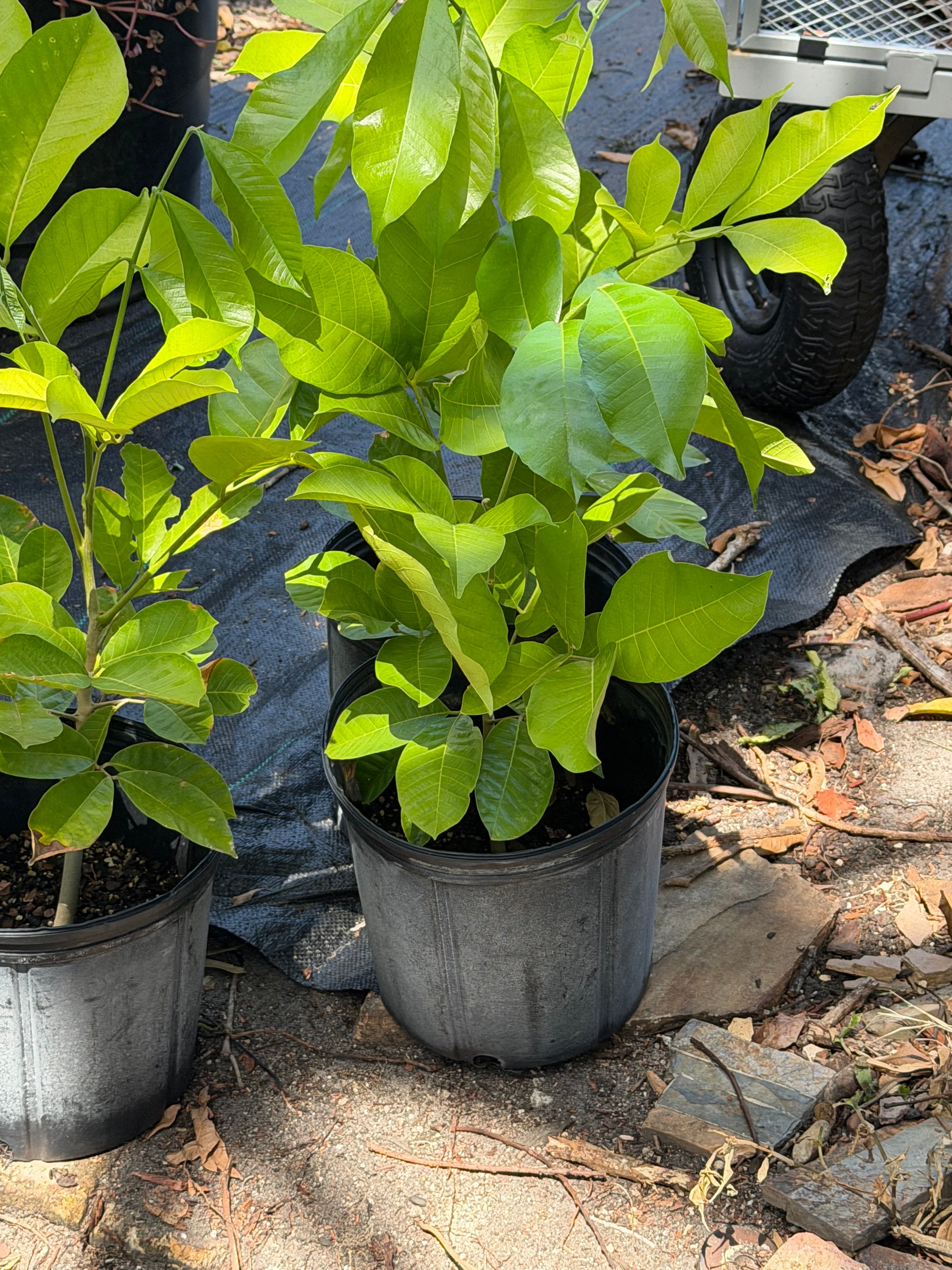 Ackee Plant From Seed 20+ Inch