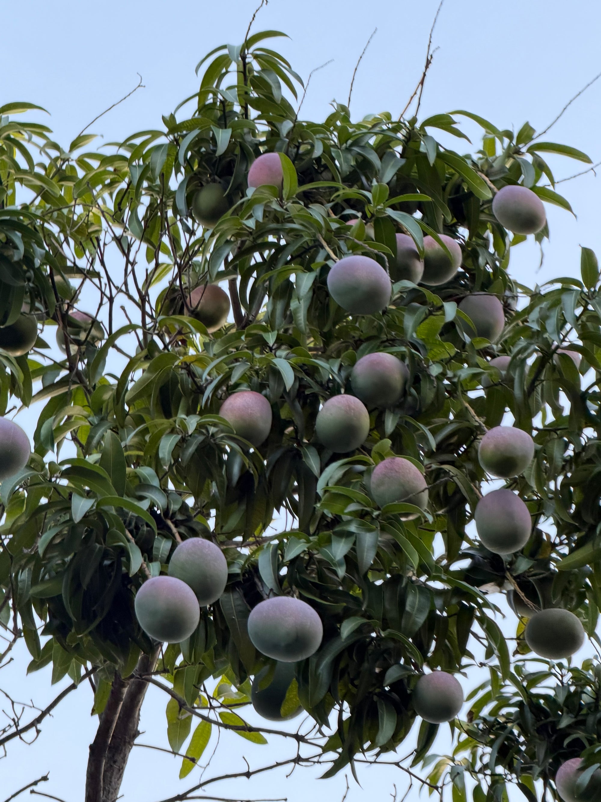 Mango Tree Scions (Pick Species)