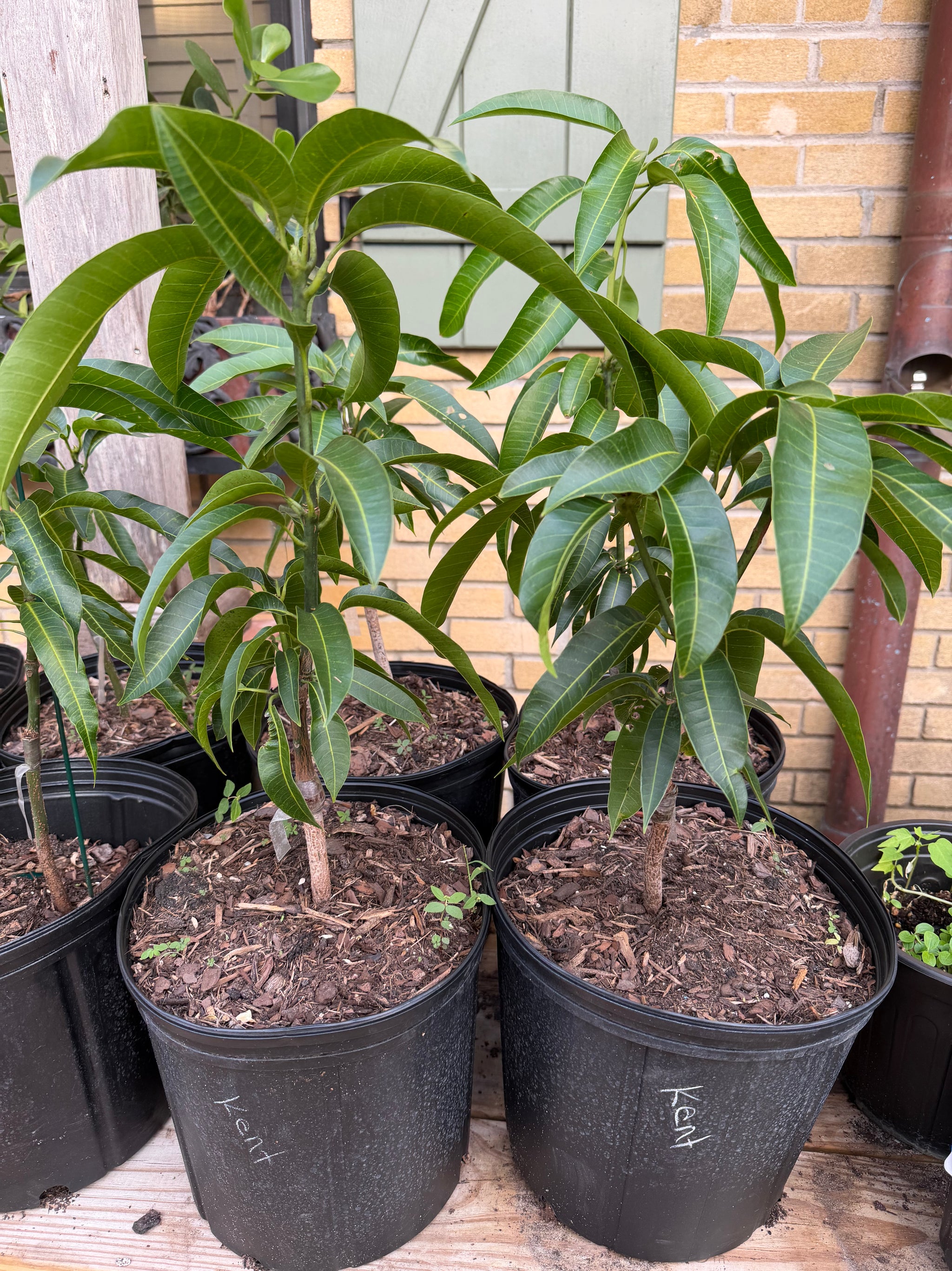 Kent Mango Grafted 12+ Inchers