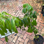Brewster Lychee Tree Plant Grafted