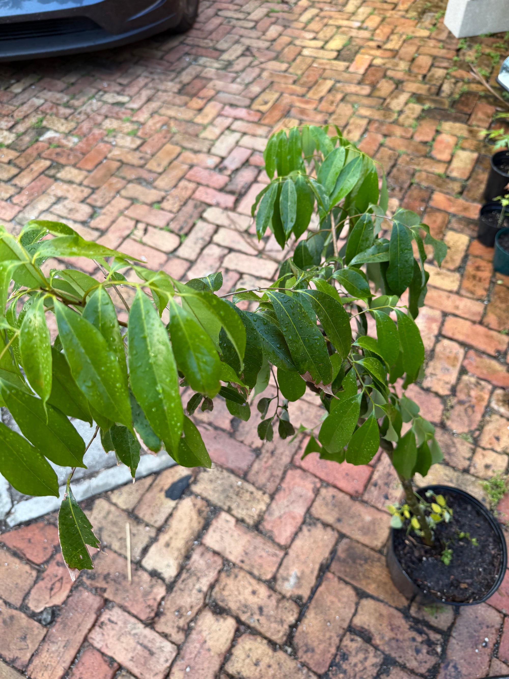 Mauritius Lychee Tree Plant