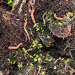 Vermi-Compost