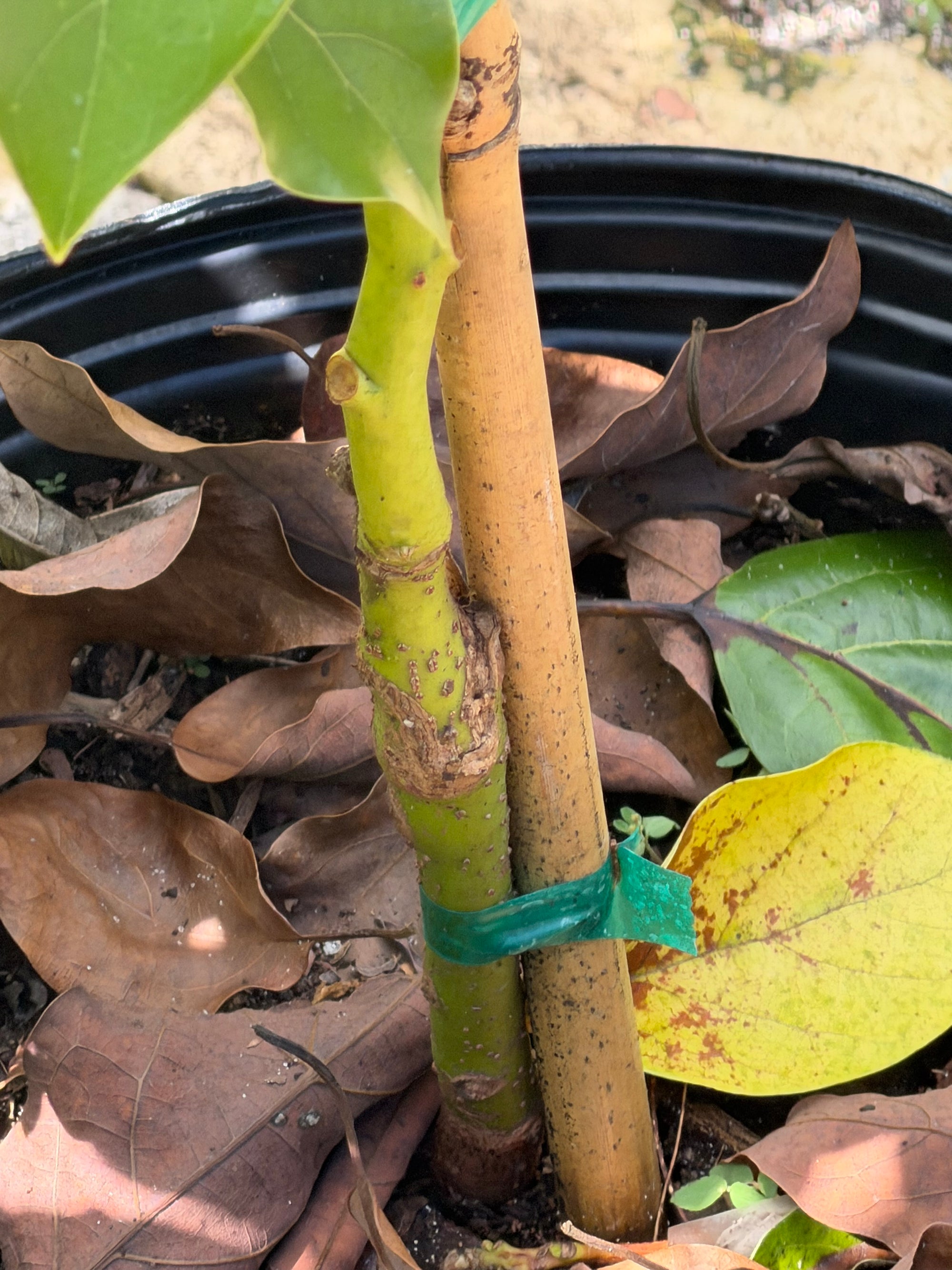 Choquette Avocado Grafted