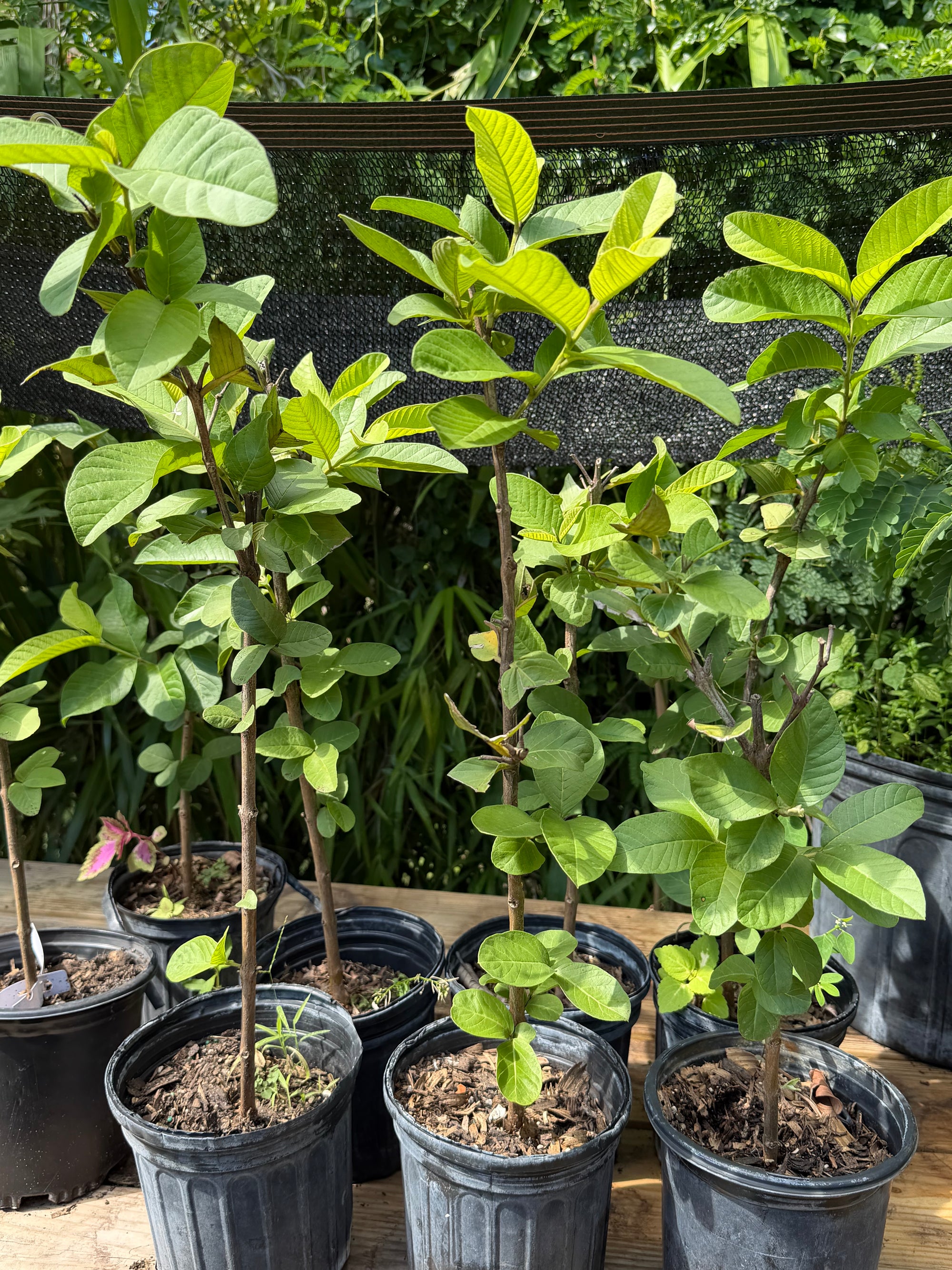 Ruby Supreme Guava Plant
