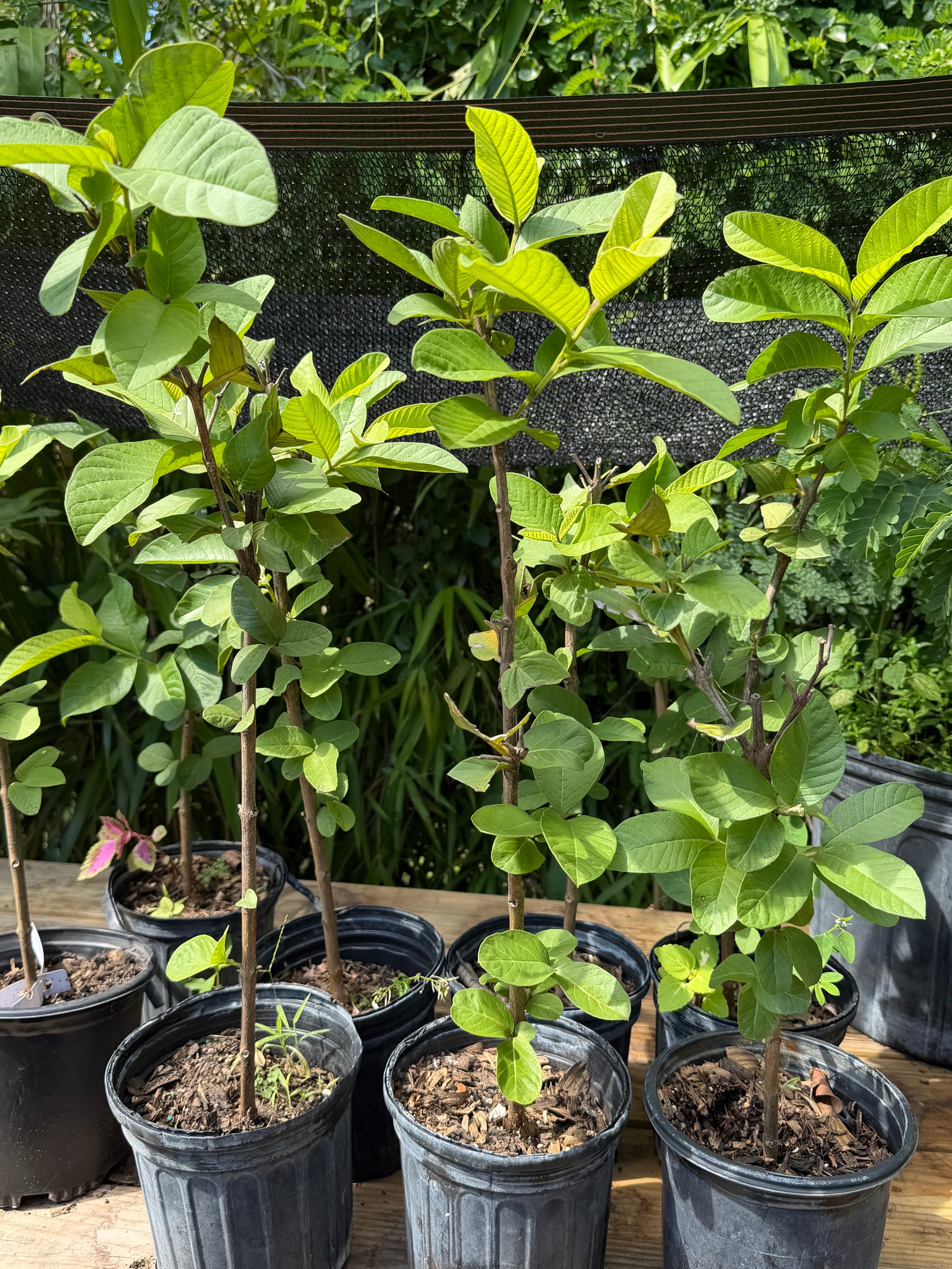 Ruby Supreme Guava Plant