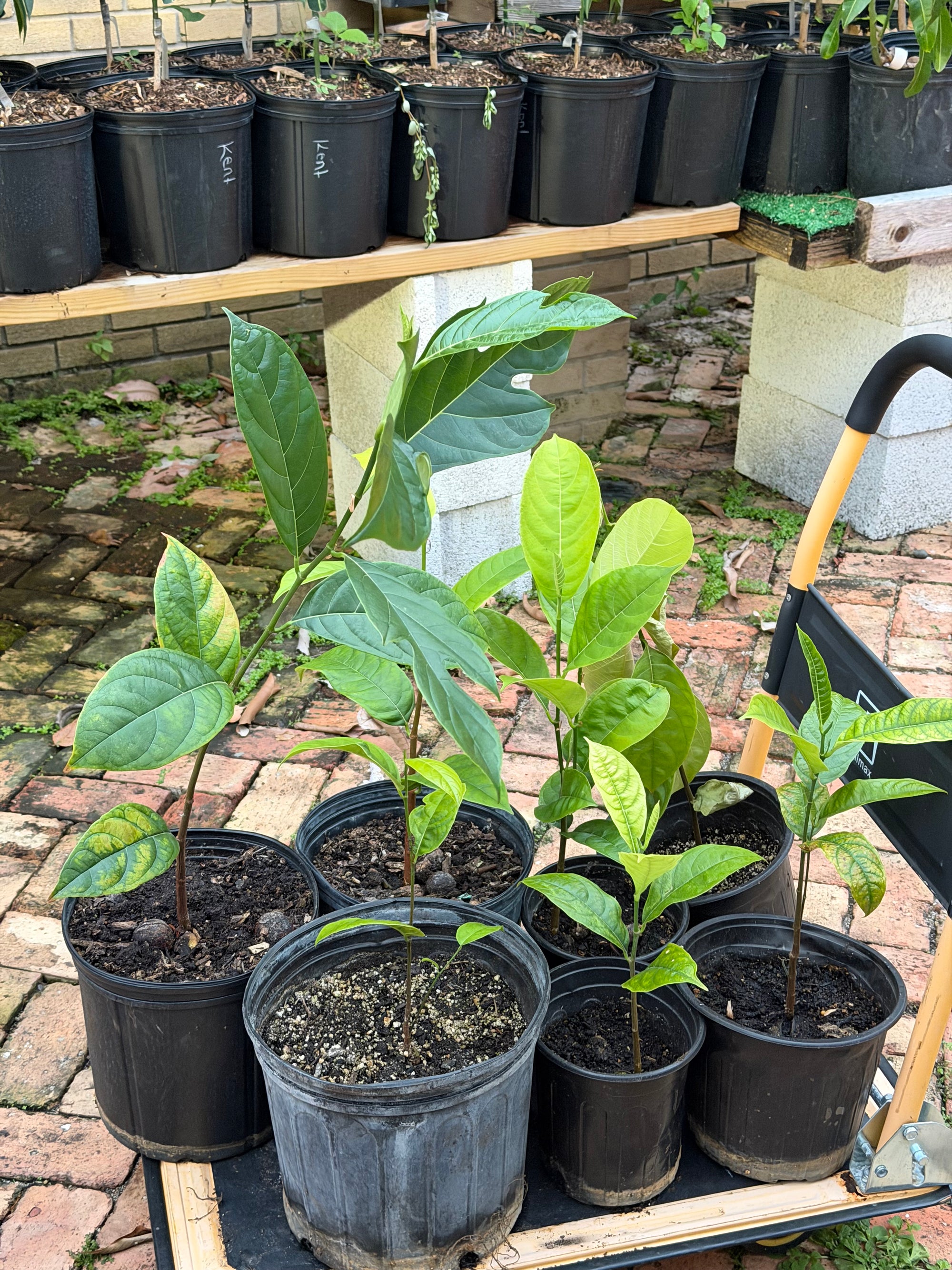 Jackfruit (From Seed)
