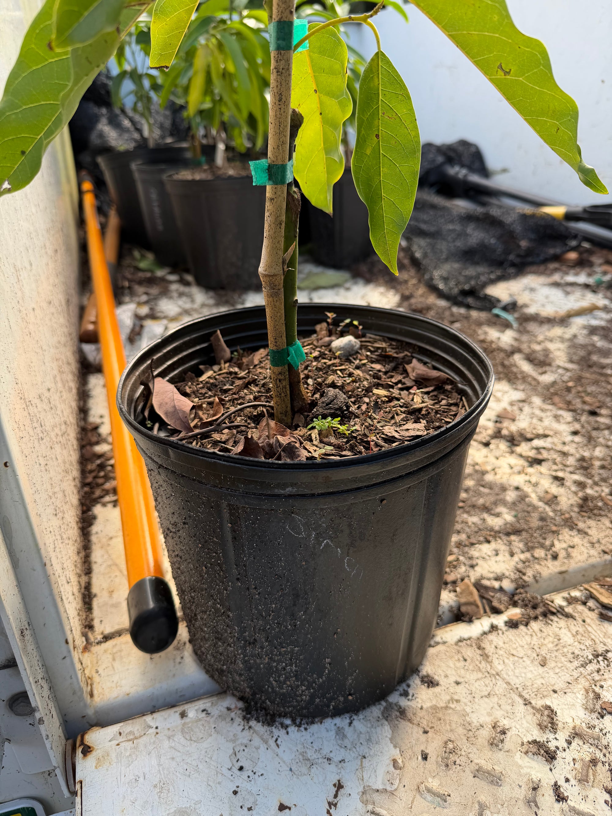 Simmond Avocado Grafted