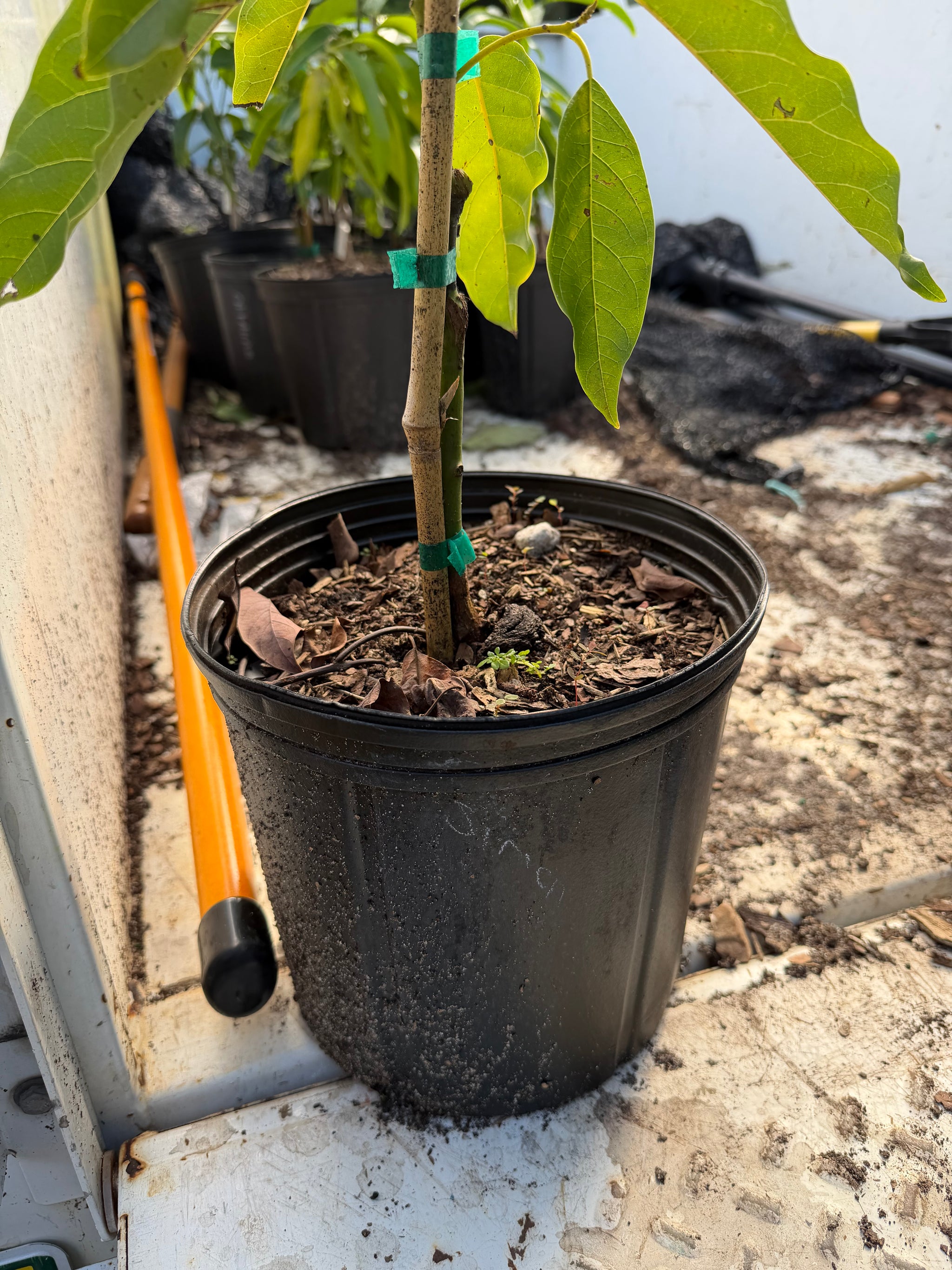Simmond Avocado Grafted