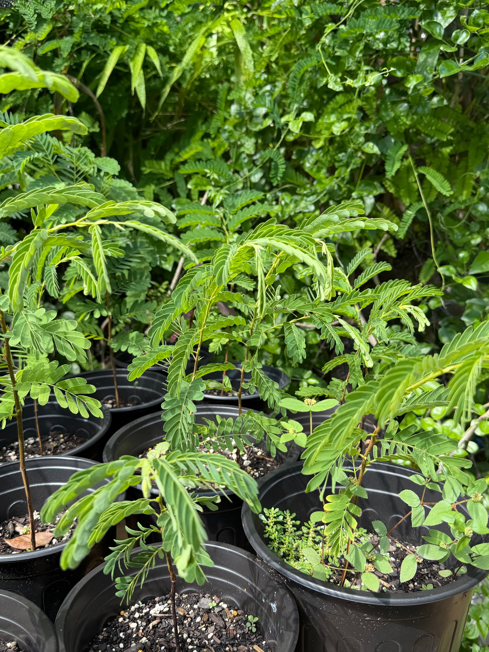 Pre-Bonsai Tamarind Plant