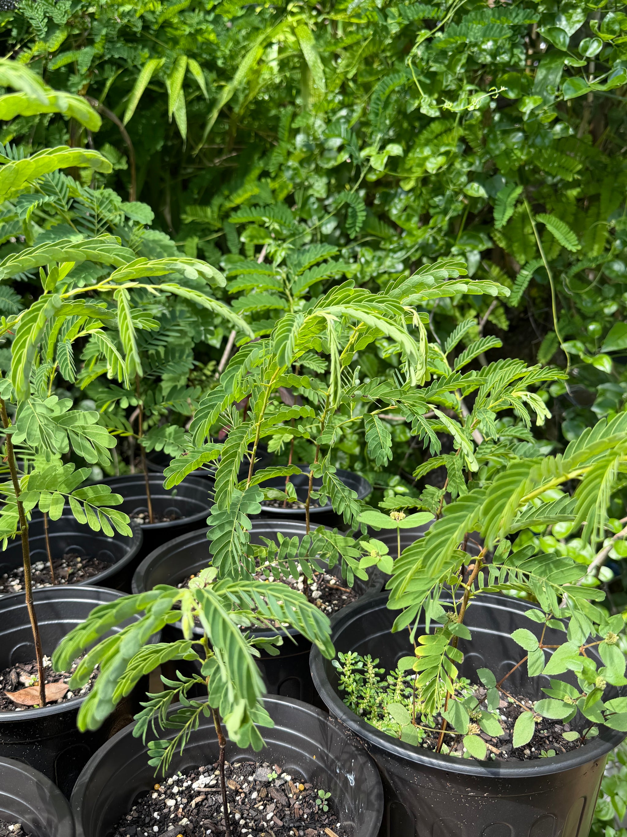 Pre-Bonsai Tamarind Plant