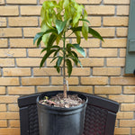 Carrie (Condo) Mango Grafted Will Fruit In 1 Year (Already Flowered)