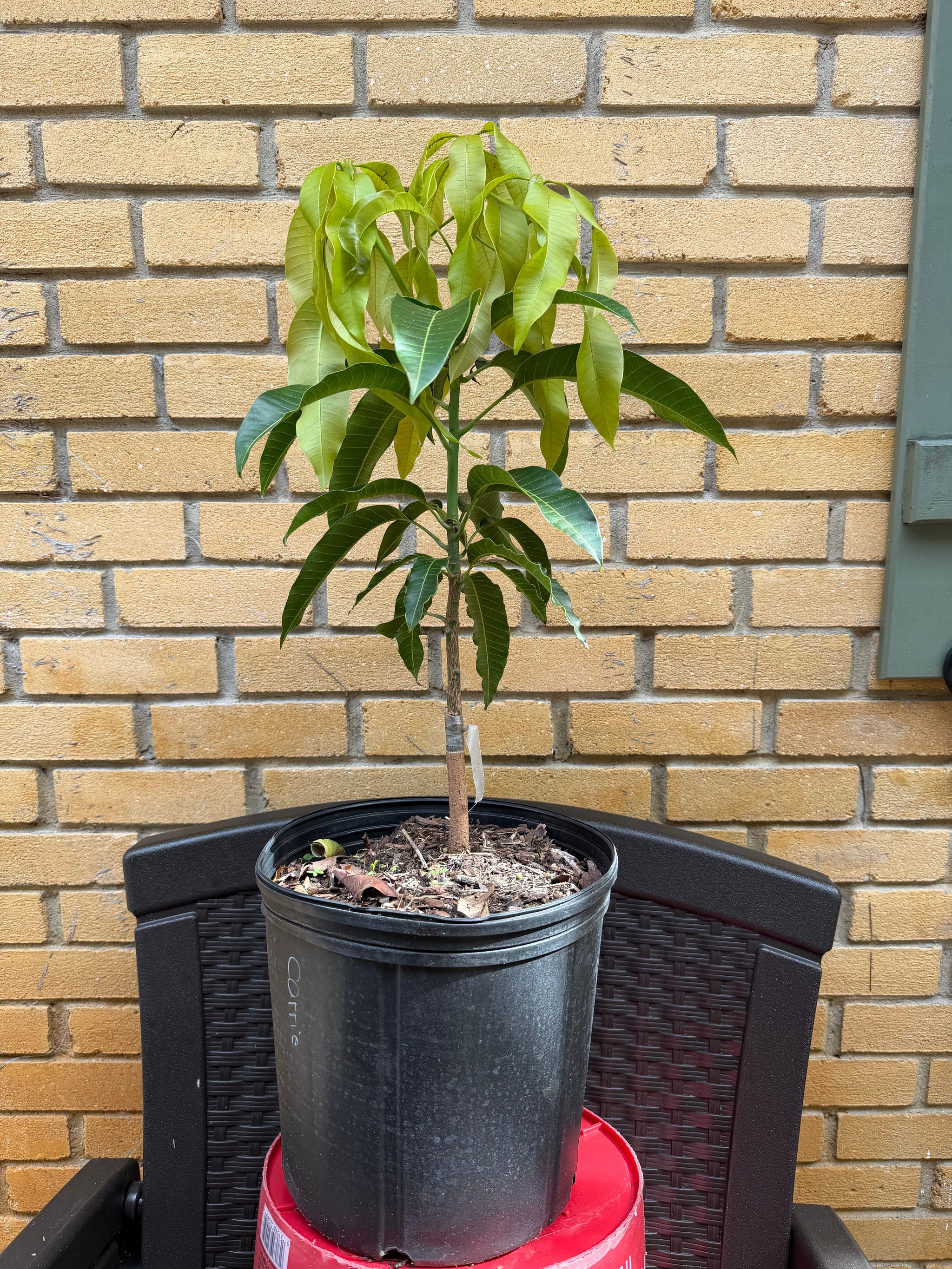 Carrie (Condo) Mango Grafted Will Fruit In 1 Year (Already Flowered)
