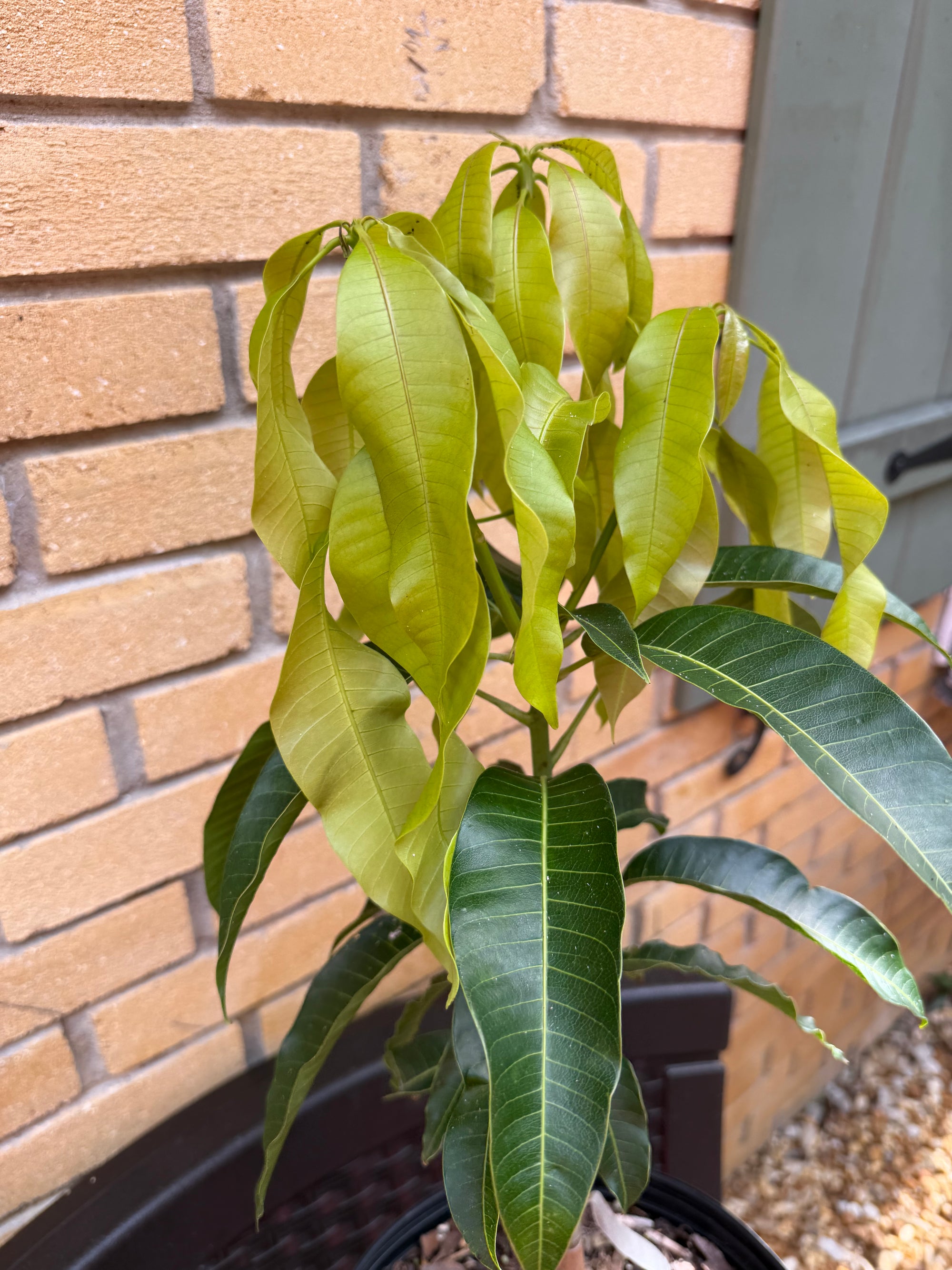 mango house plant Carrie (Condo) Mango Grafted Will Fruit In 1-2 Years Plant (12ish+ inc – Giardino Fresco