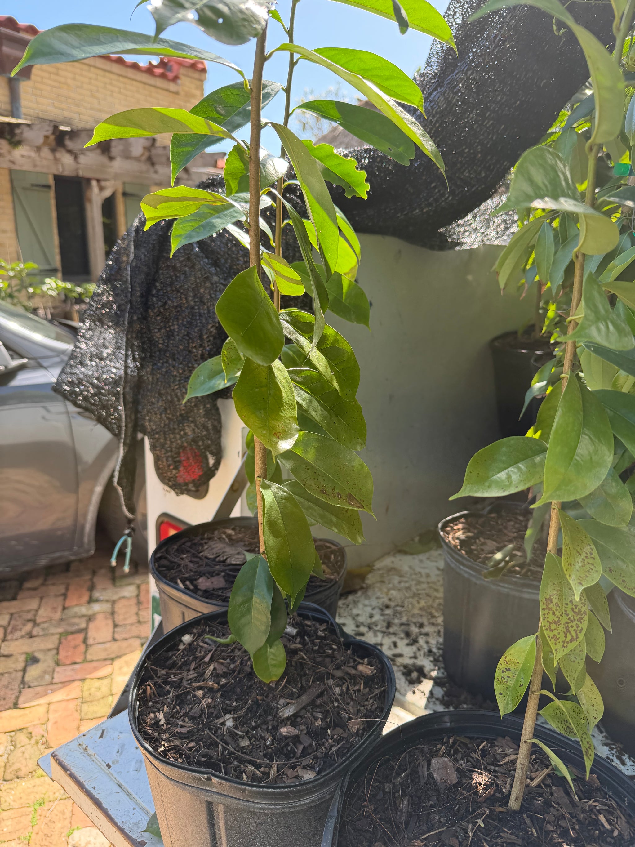 Soursop / Guanabana Plant 24+ Inch
