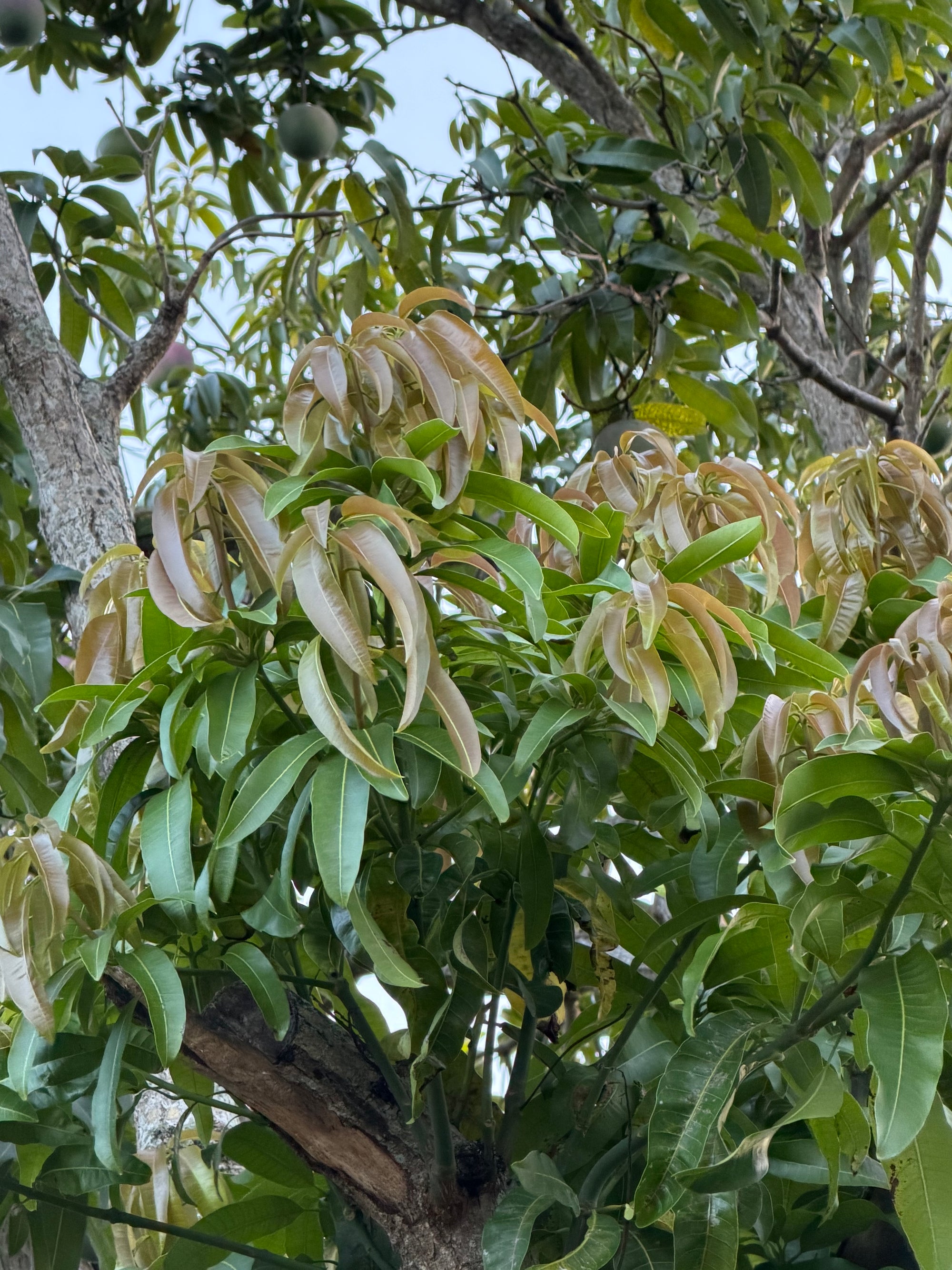 Mango Tree Scions (Pick Species)