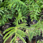 Pre-Bonsai Tamarind Plant