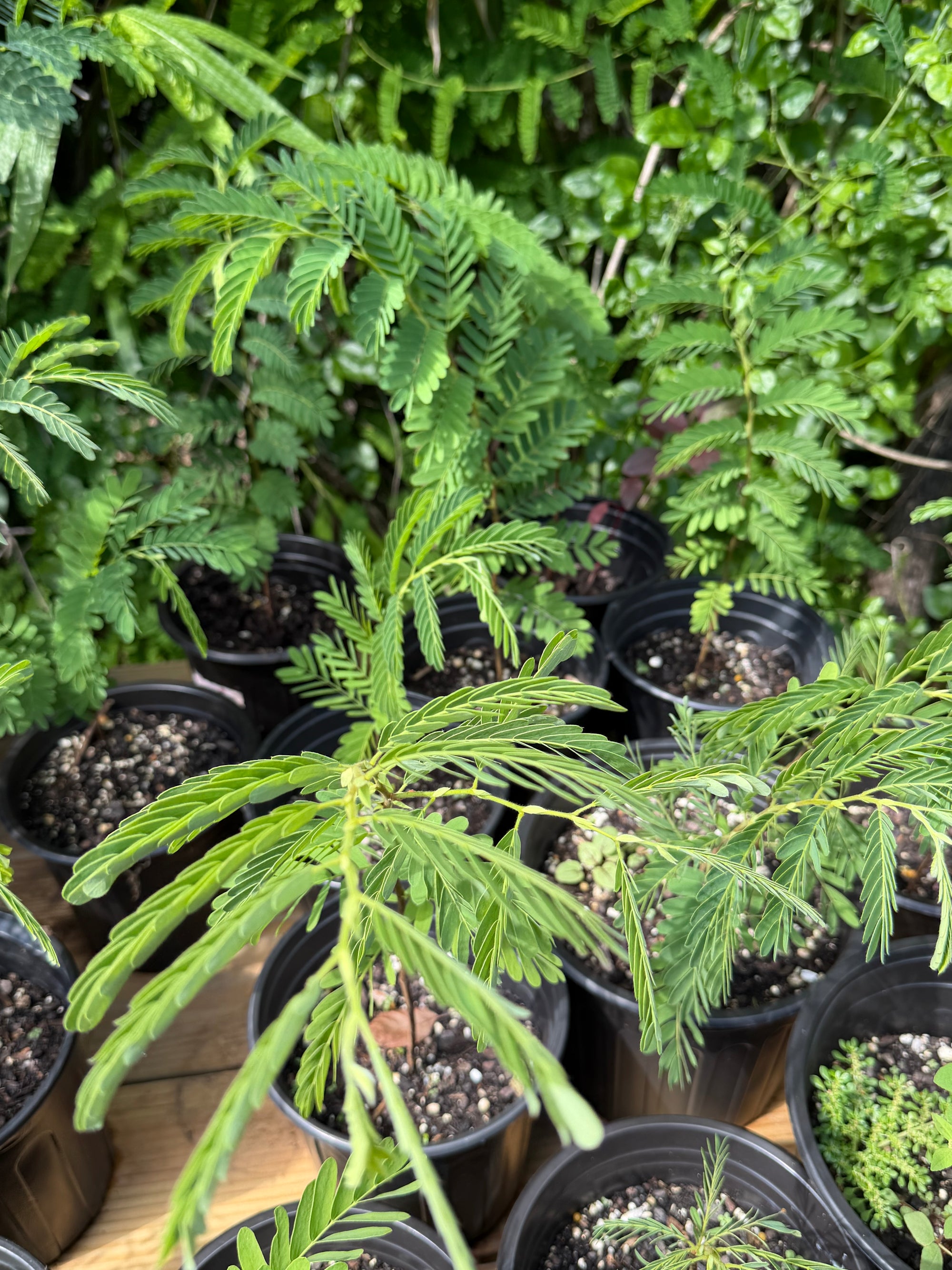 Pre-Bonsai Tamarind Plant