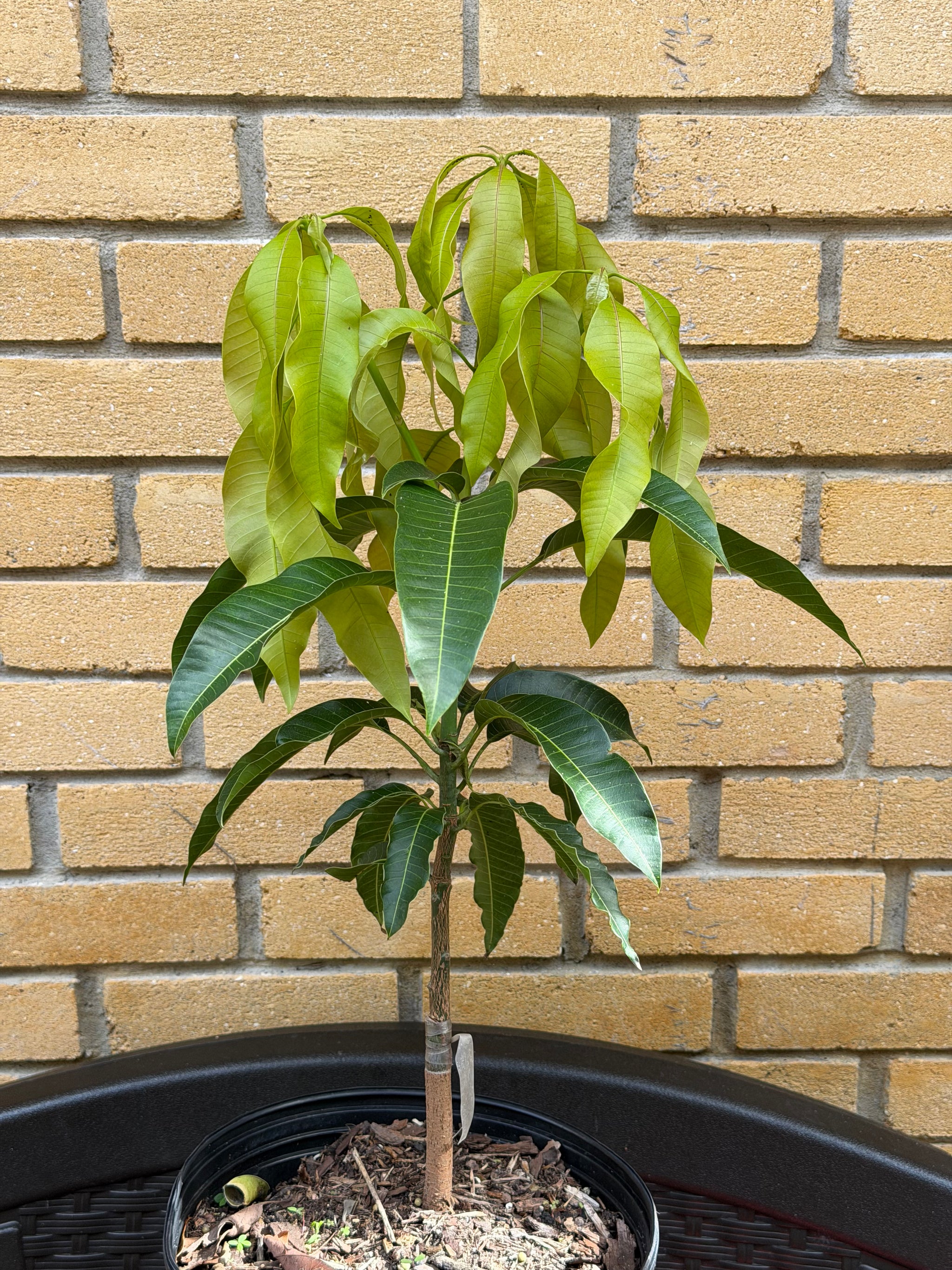 Carrie (Condo) Mango Grafted Will Fruit In 1 Year (Already Flowered)