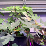 Fig Cuttings (Select Species)