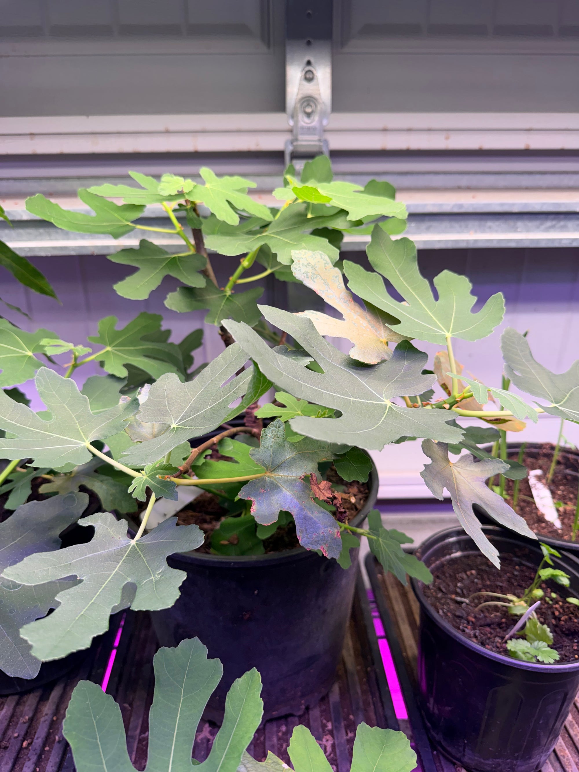 Brown Turkey Fig Plant