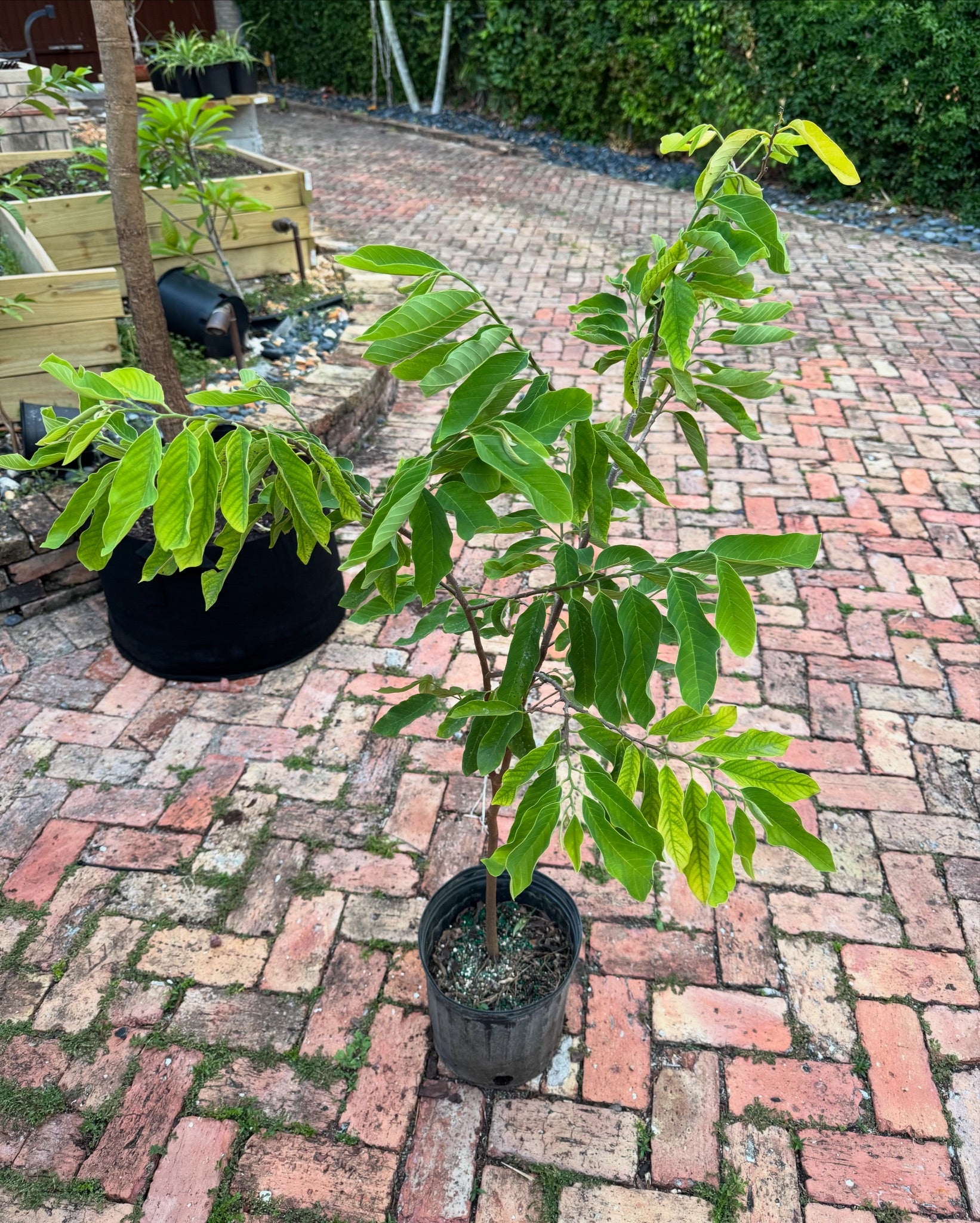 Anon / Sugar Apple