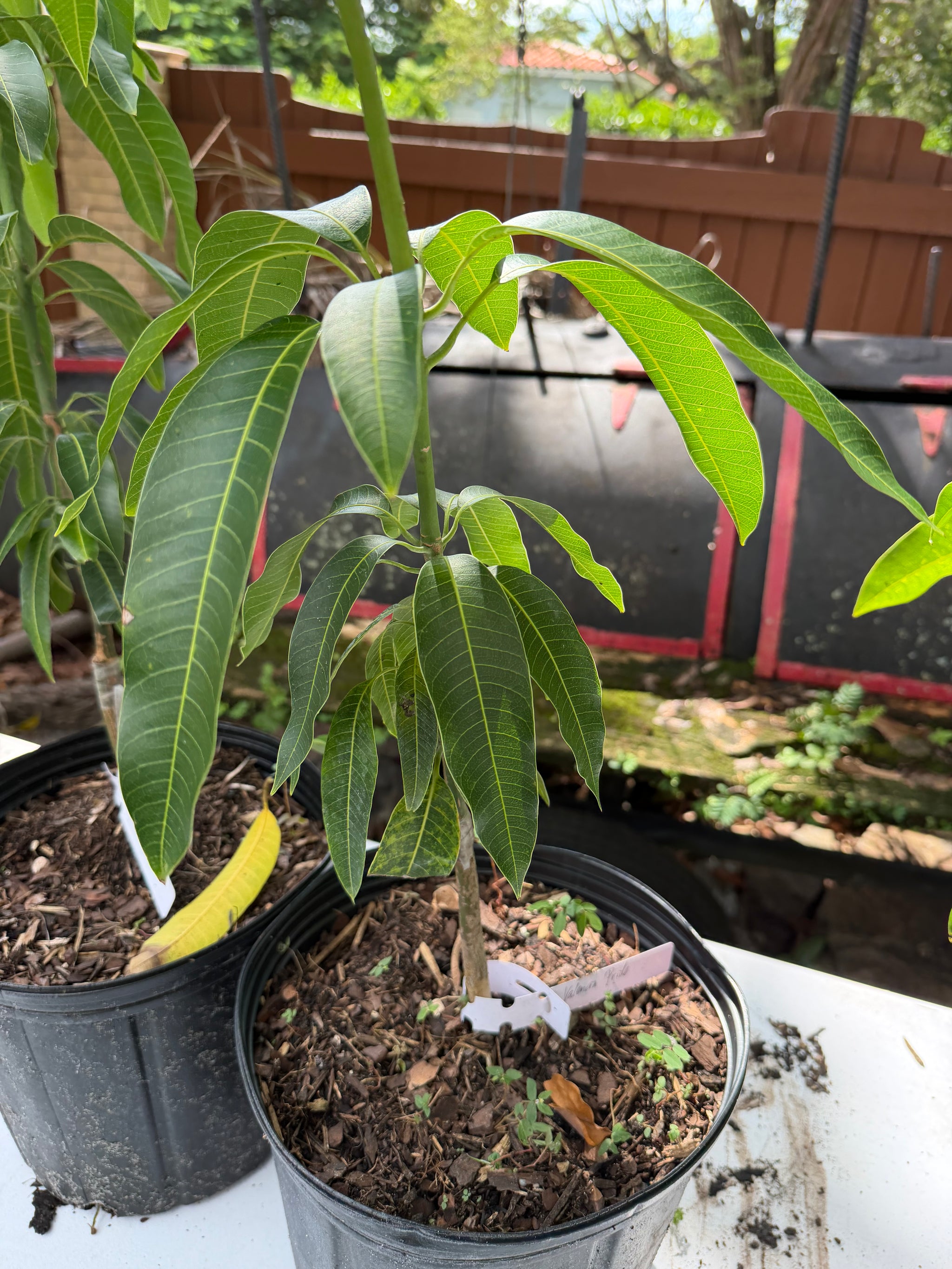 Valencia Pride Mango Grafted