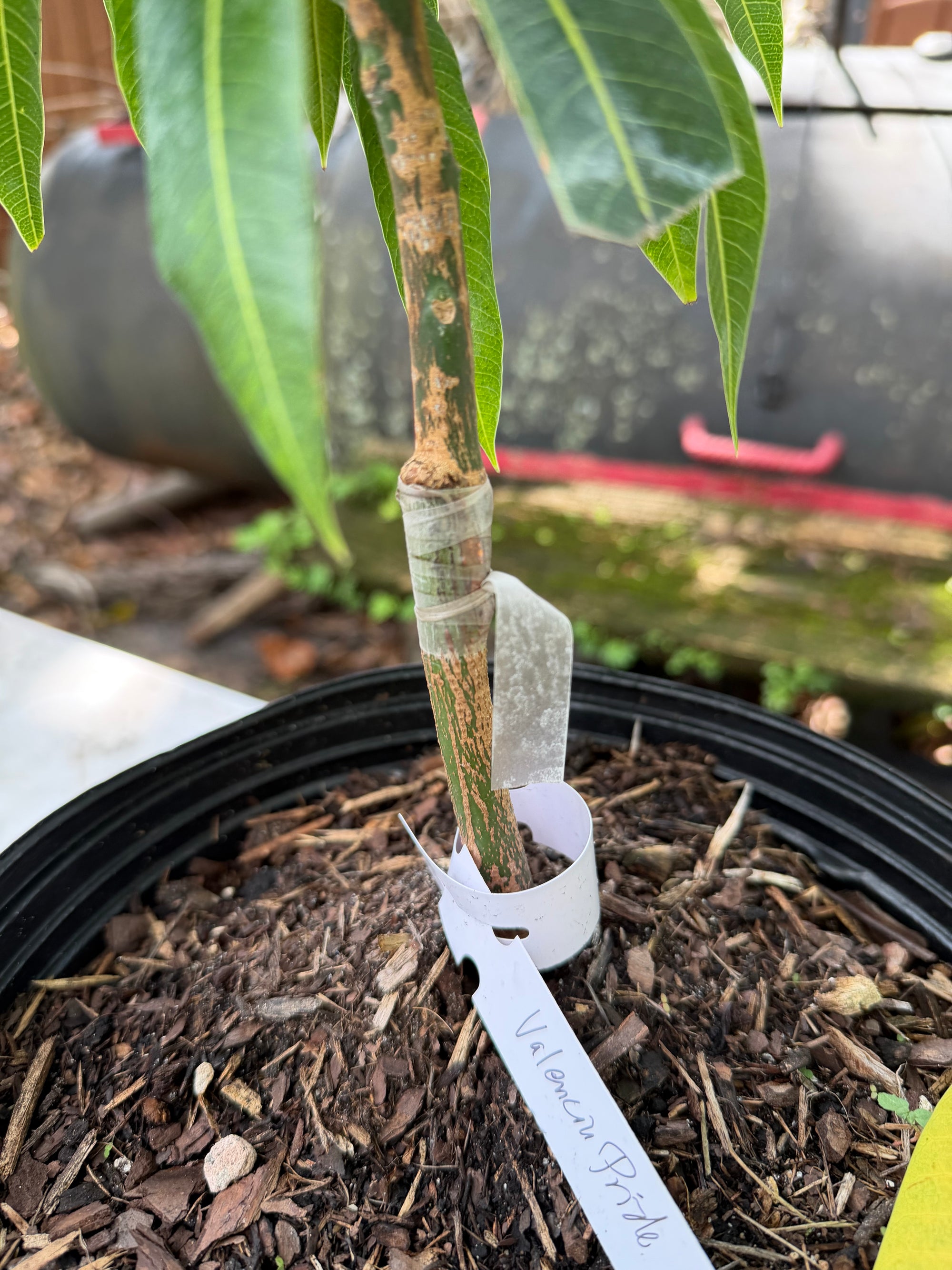 Valencia Pride Mango Grafted