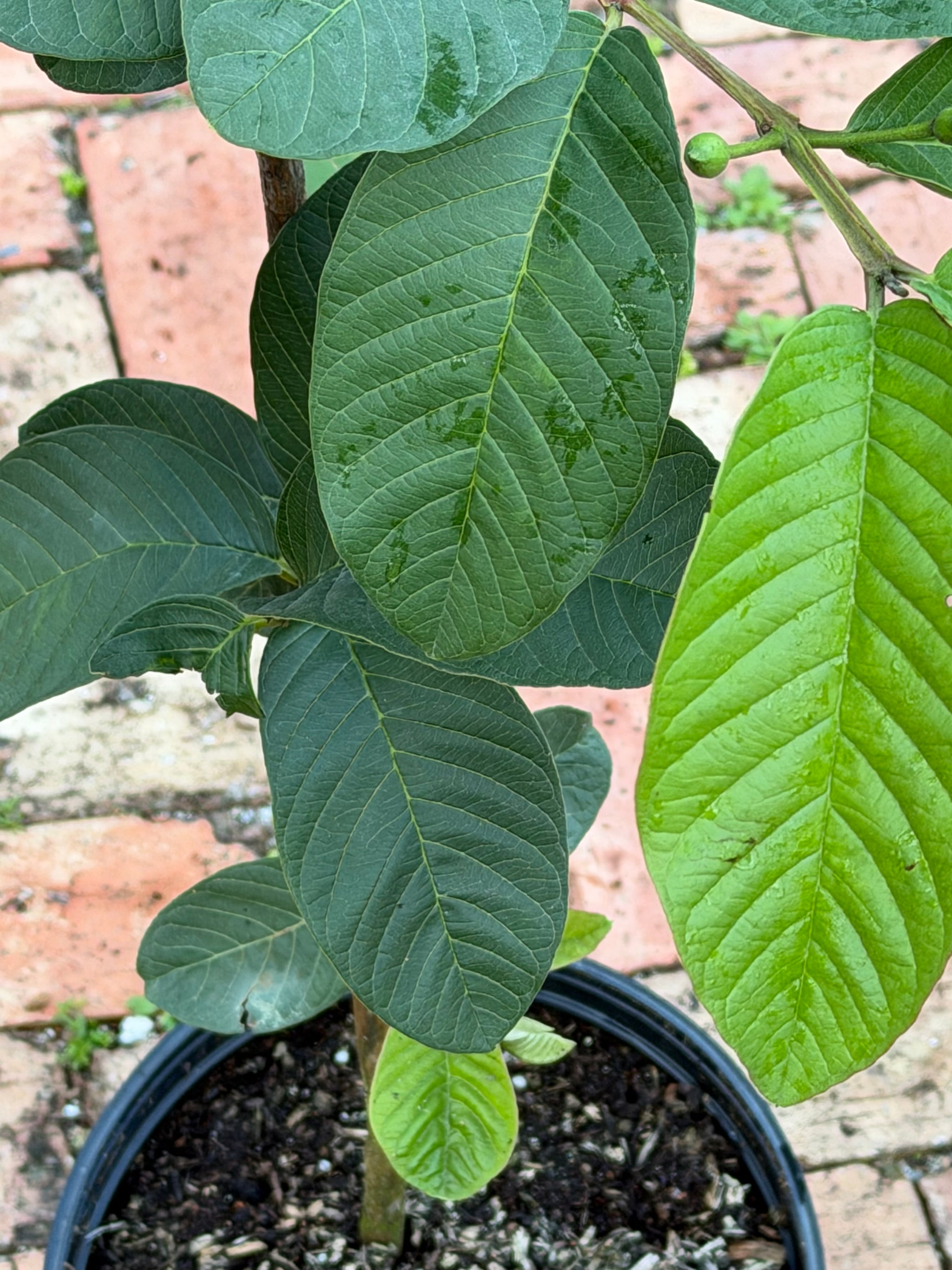 Ruby Supreme Guava Tree