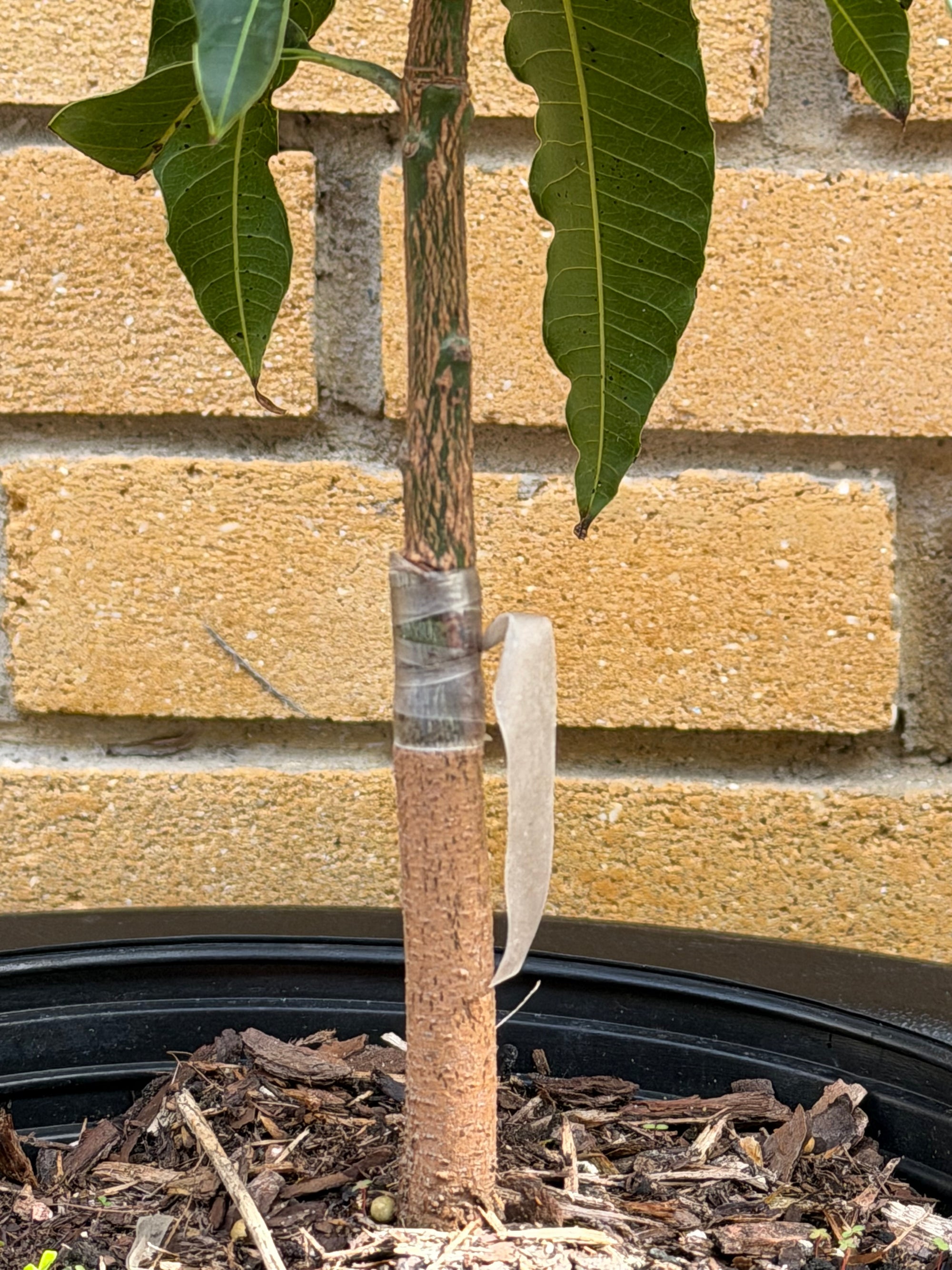 Carrie (Condo) Mango Grafted Will Fruit In 1 Year (Already Flowered)