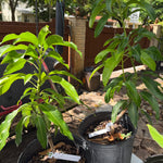 Carrie (Condo) Mango Grafted