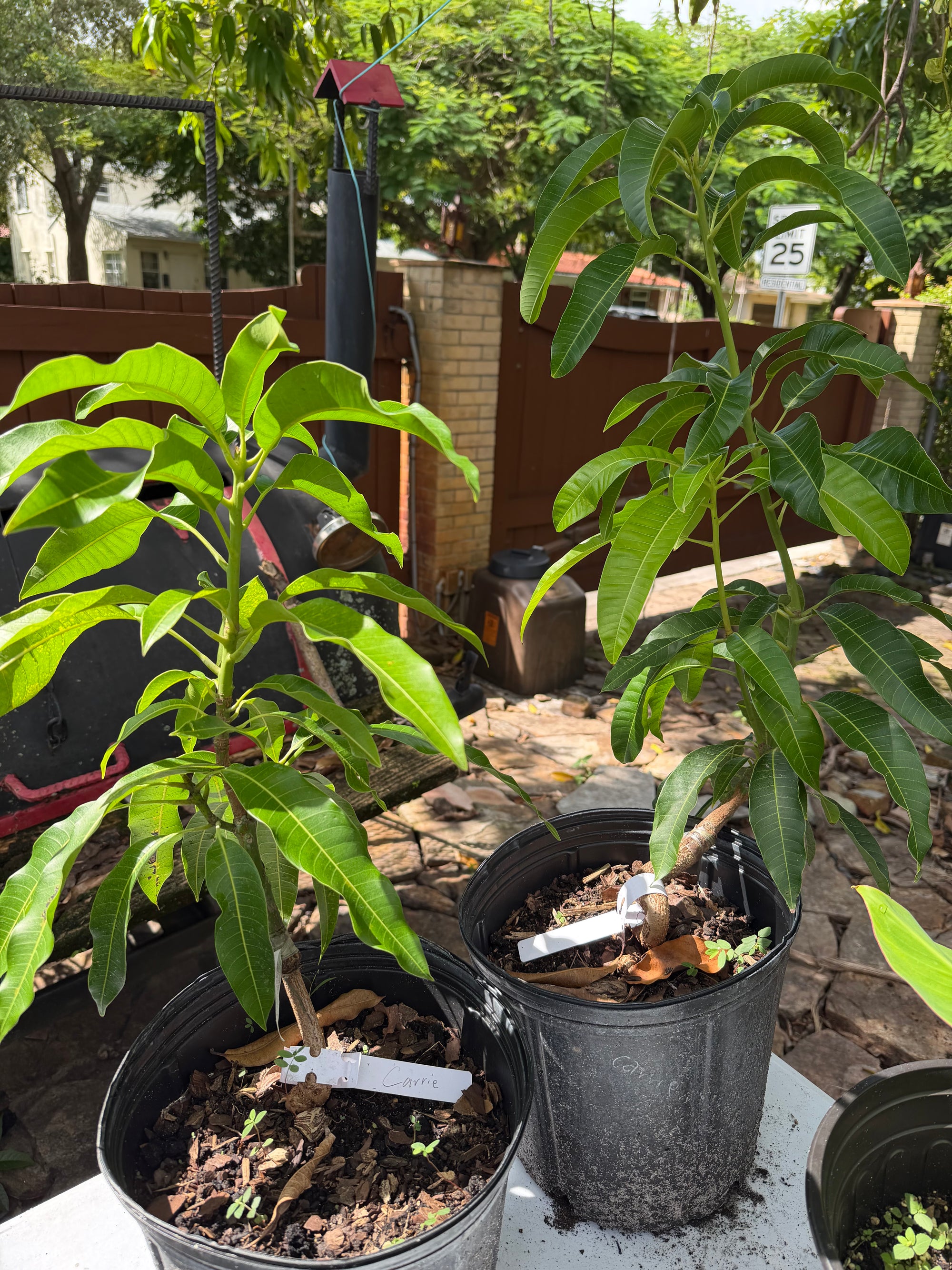 Carrie (Condo) Mango Grafted