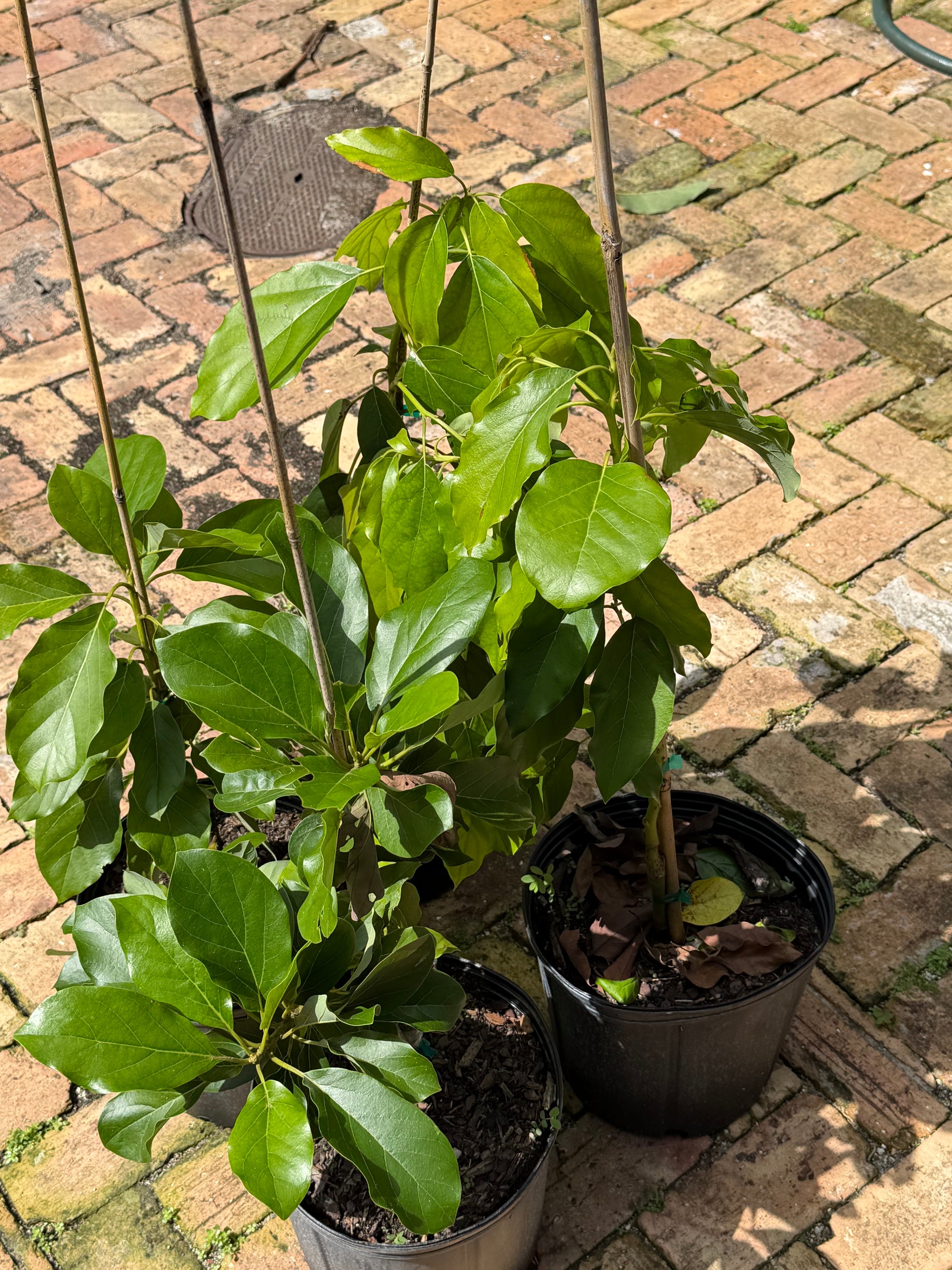 Choquette Avocado Grafted