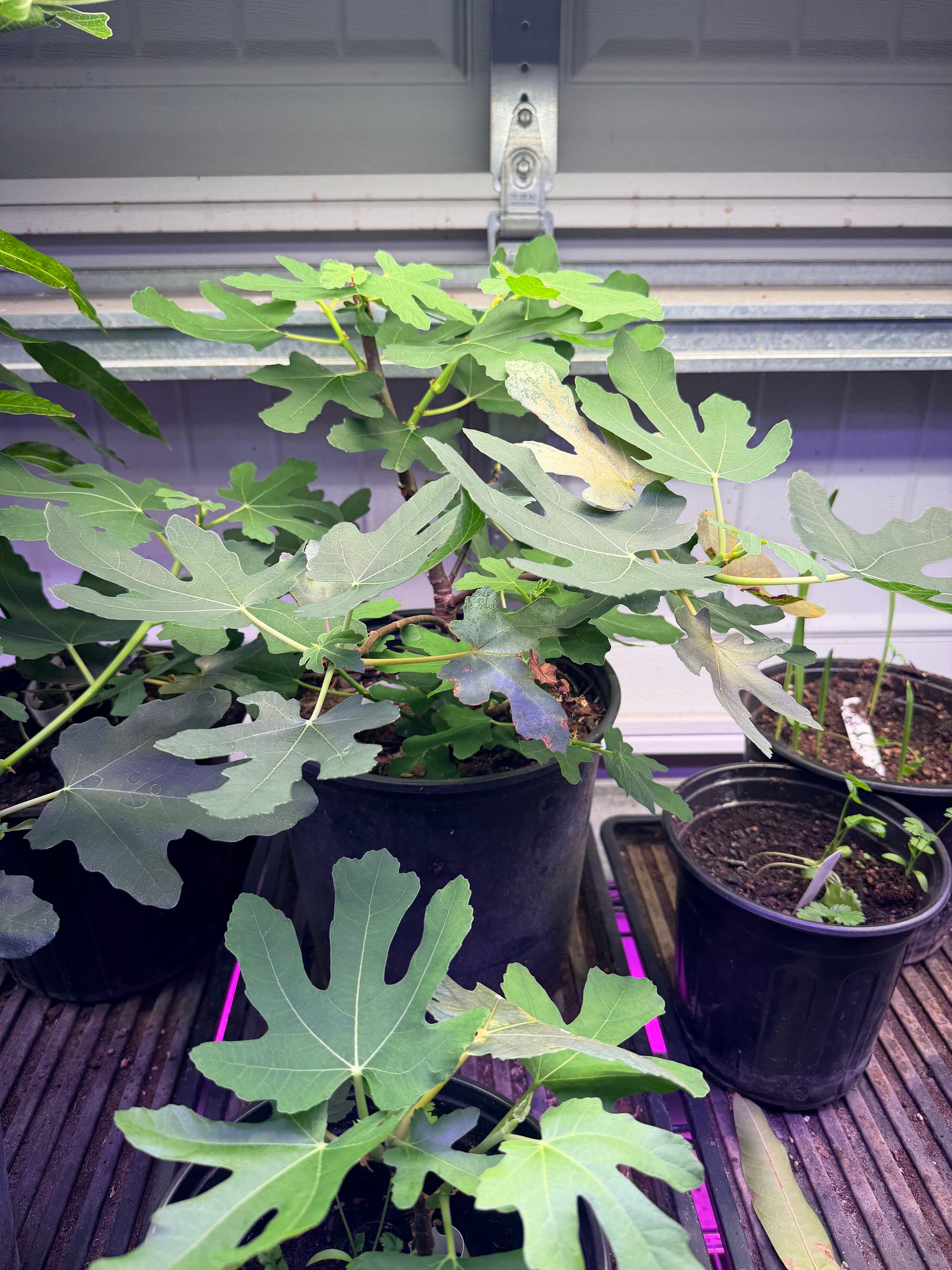 Brown Turkey Fig Plant
