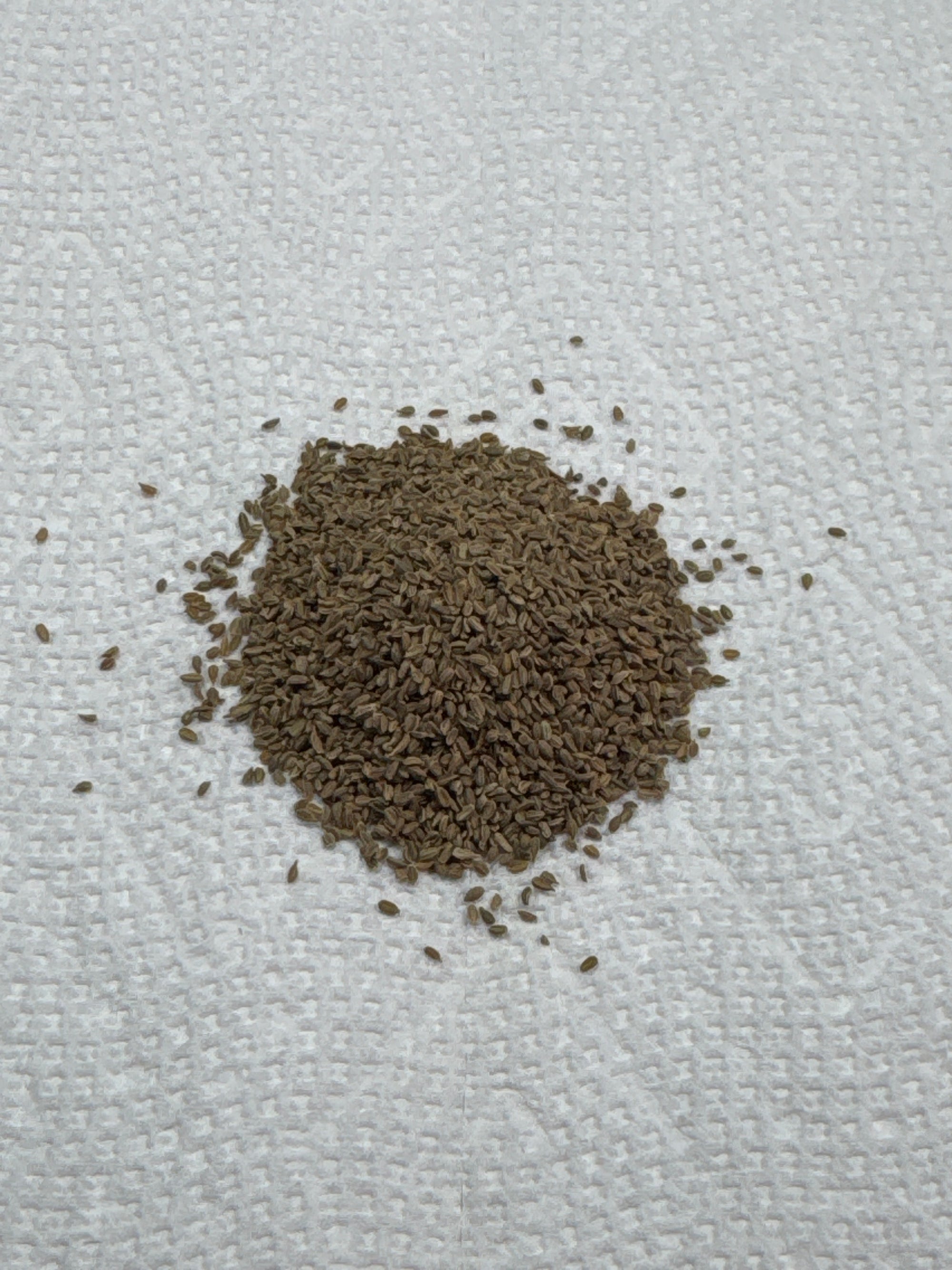 Red Core Carrot Seeds