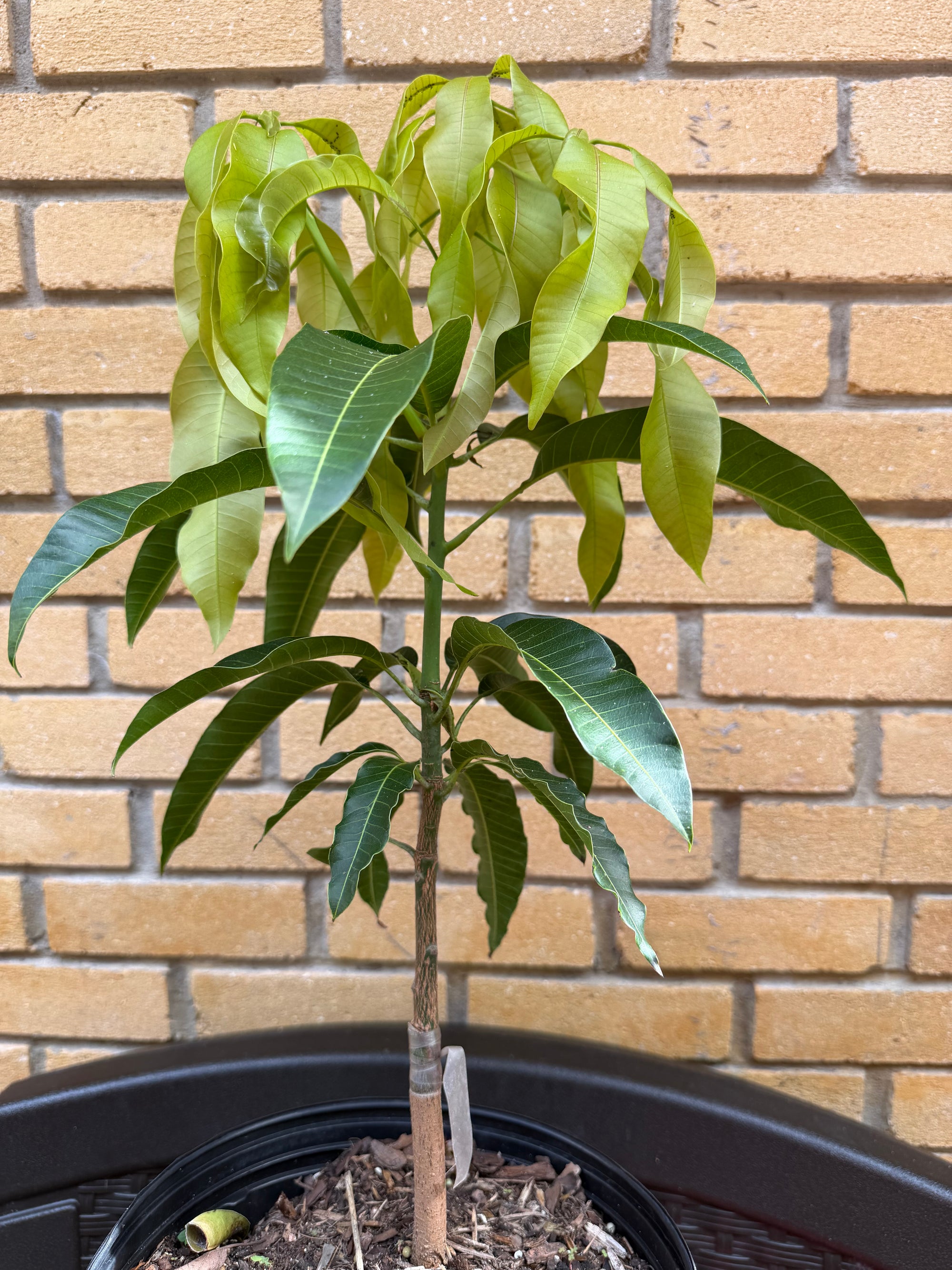 Carrie (Condo) Mango Grafted Will Fruit In 1 Year (Already Flowered)