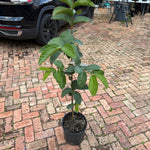 Ruby Supreme Guava Tree