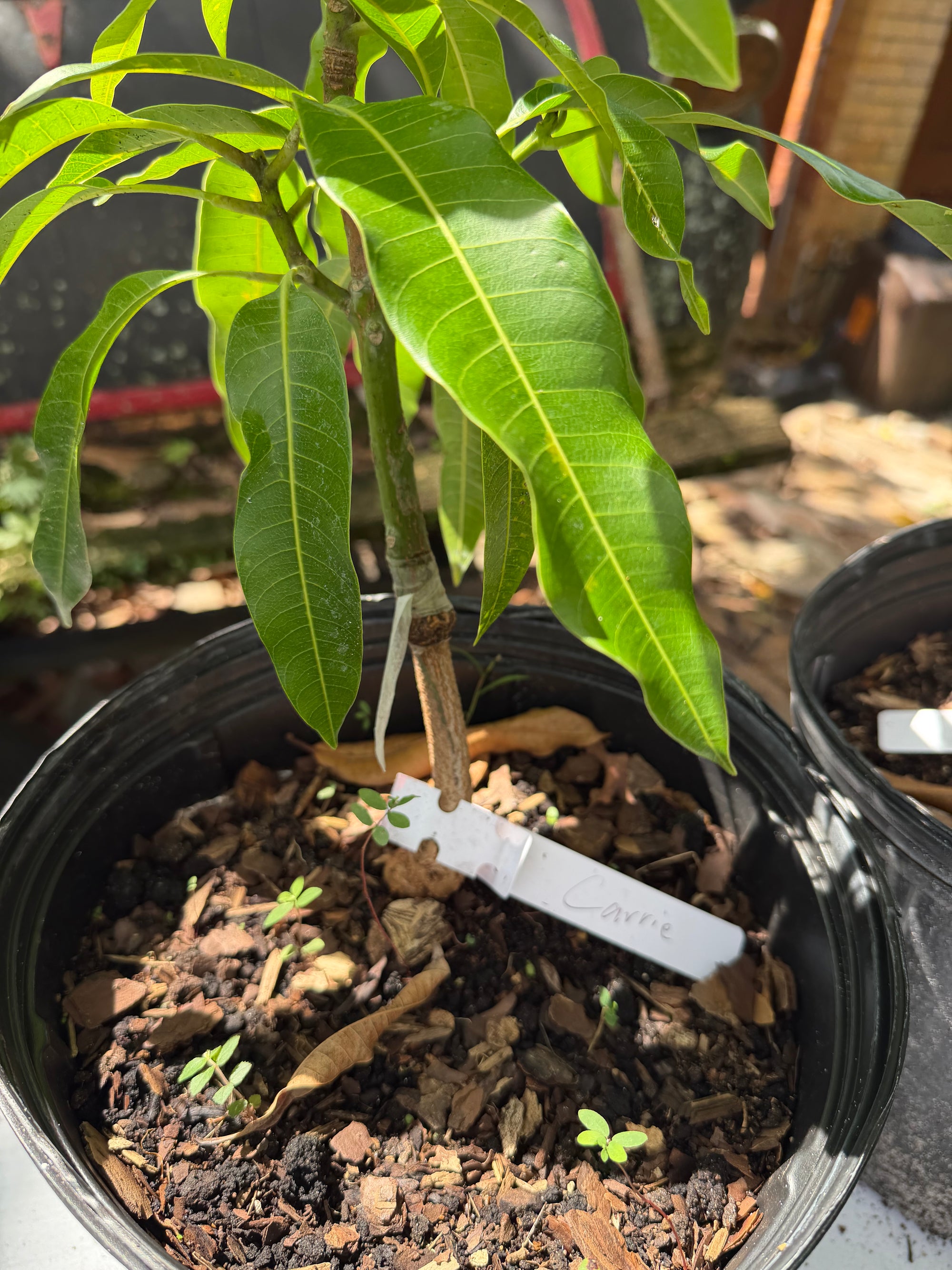 Carrie (Condo) Mango Grafted