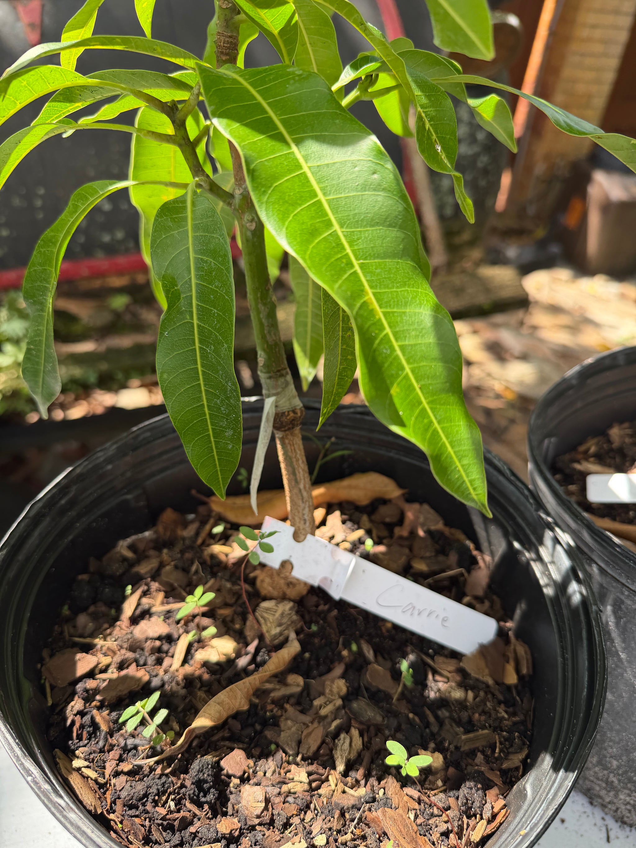 Carrie (Condo) Mango Grafted