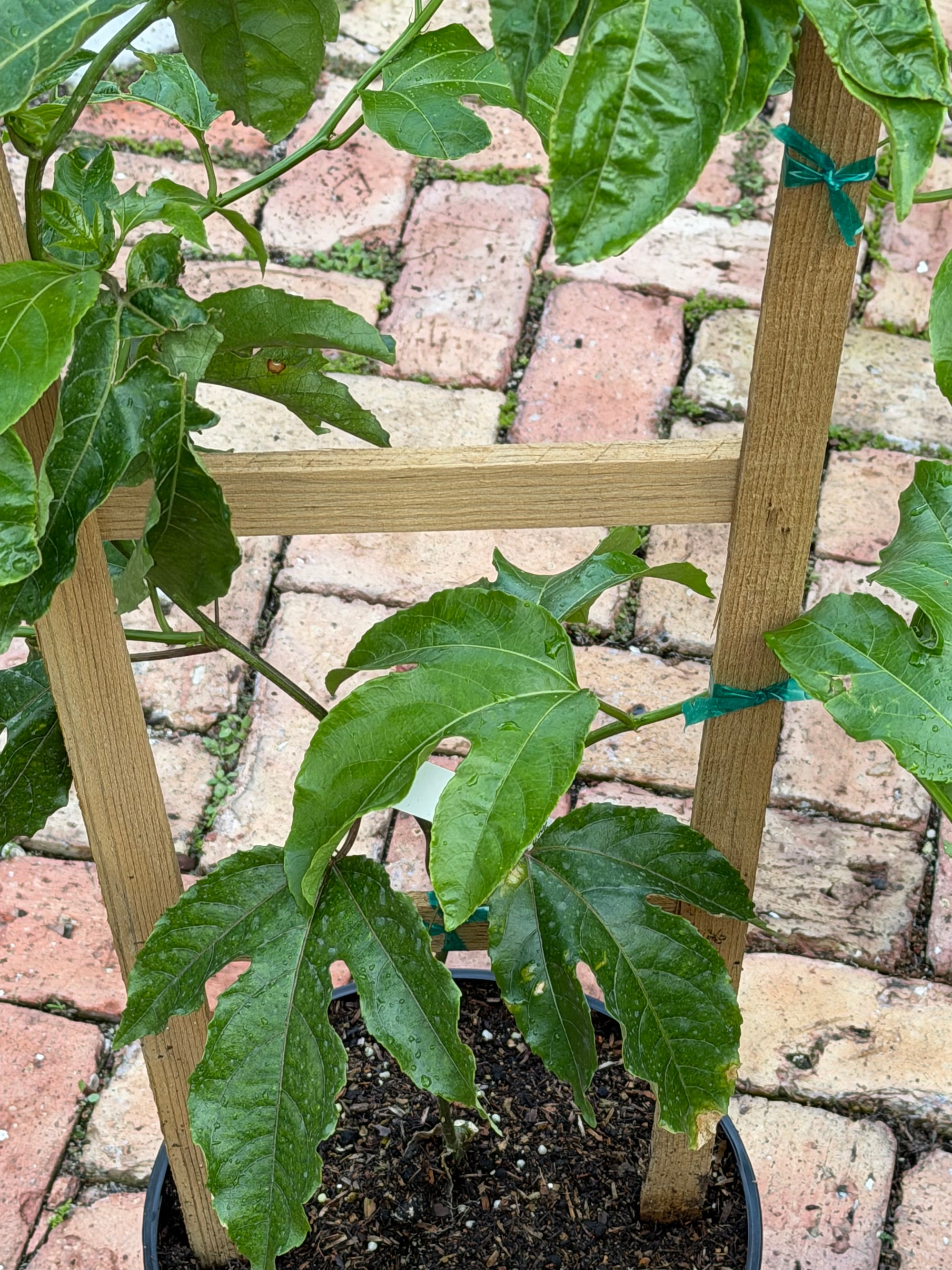 Passionfruit Plant 24-36+ Incher