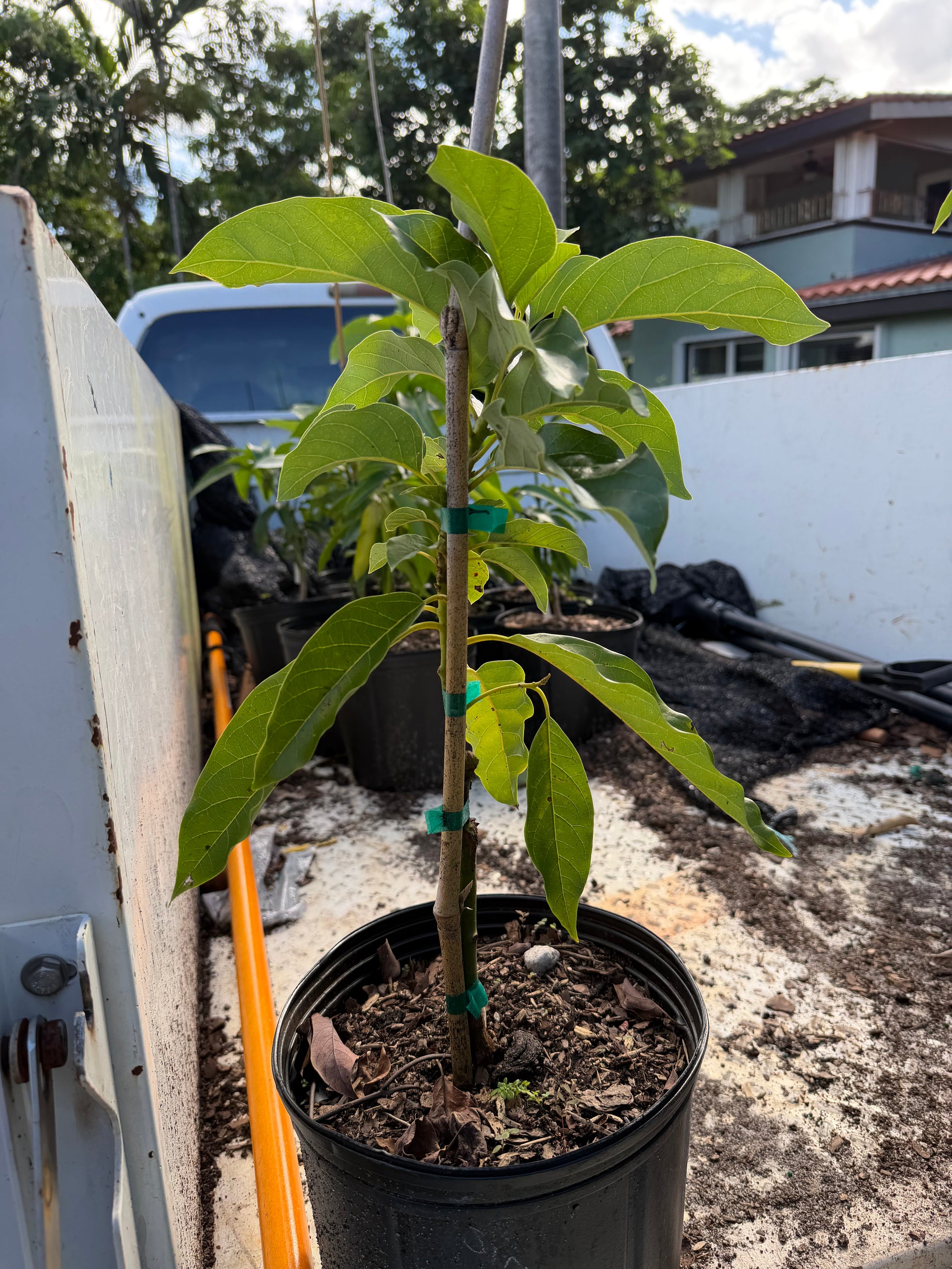 Simmond Avocado Grafted