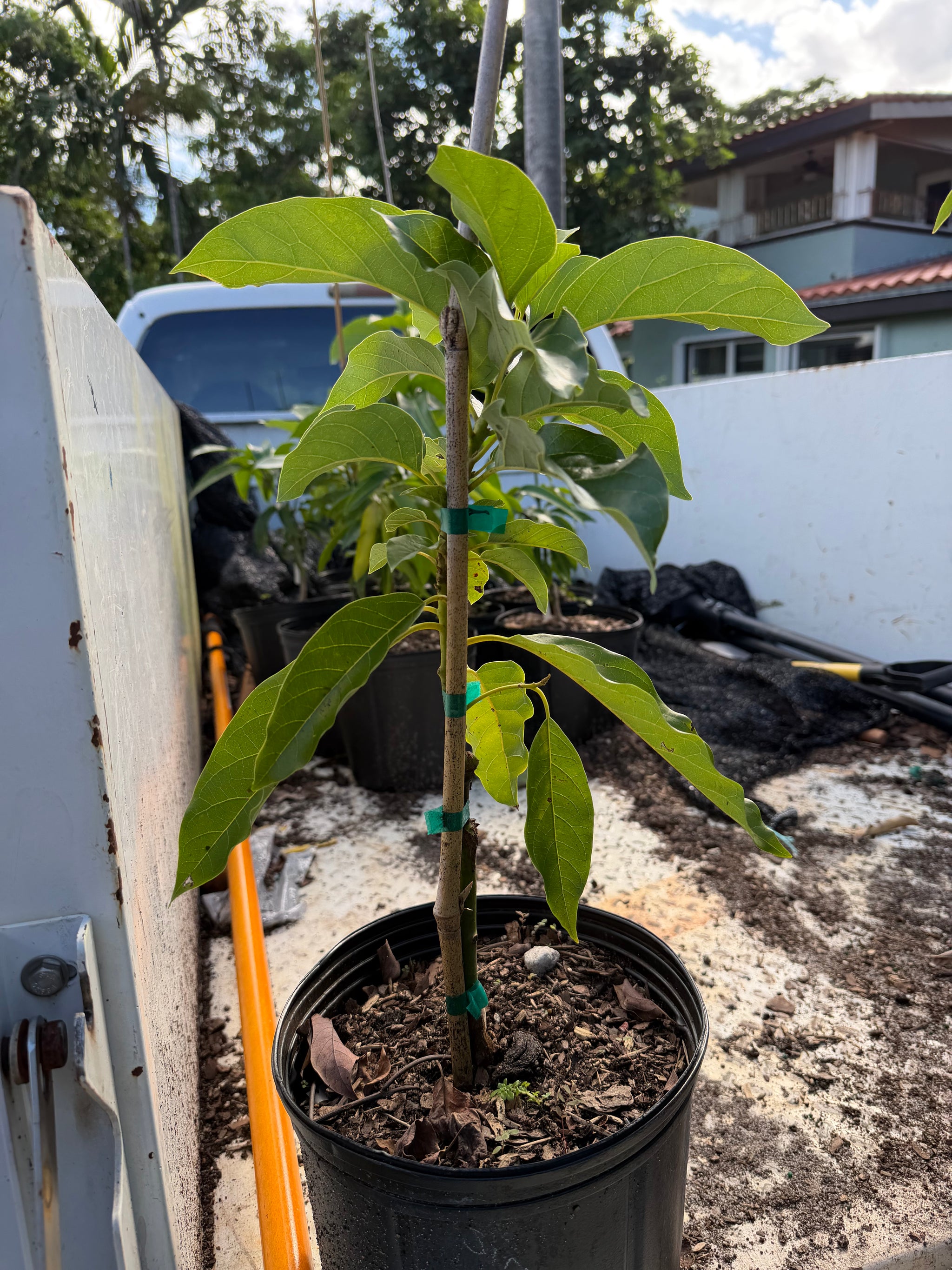 Simmond Avocado Grafted