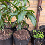 Kent Mango Grafted 12+ Inchers