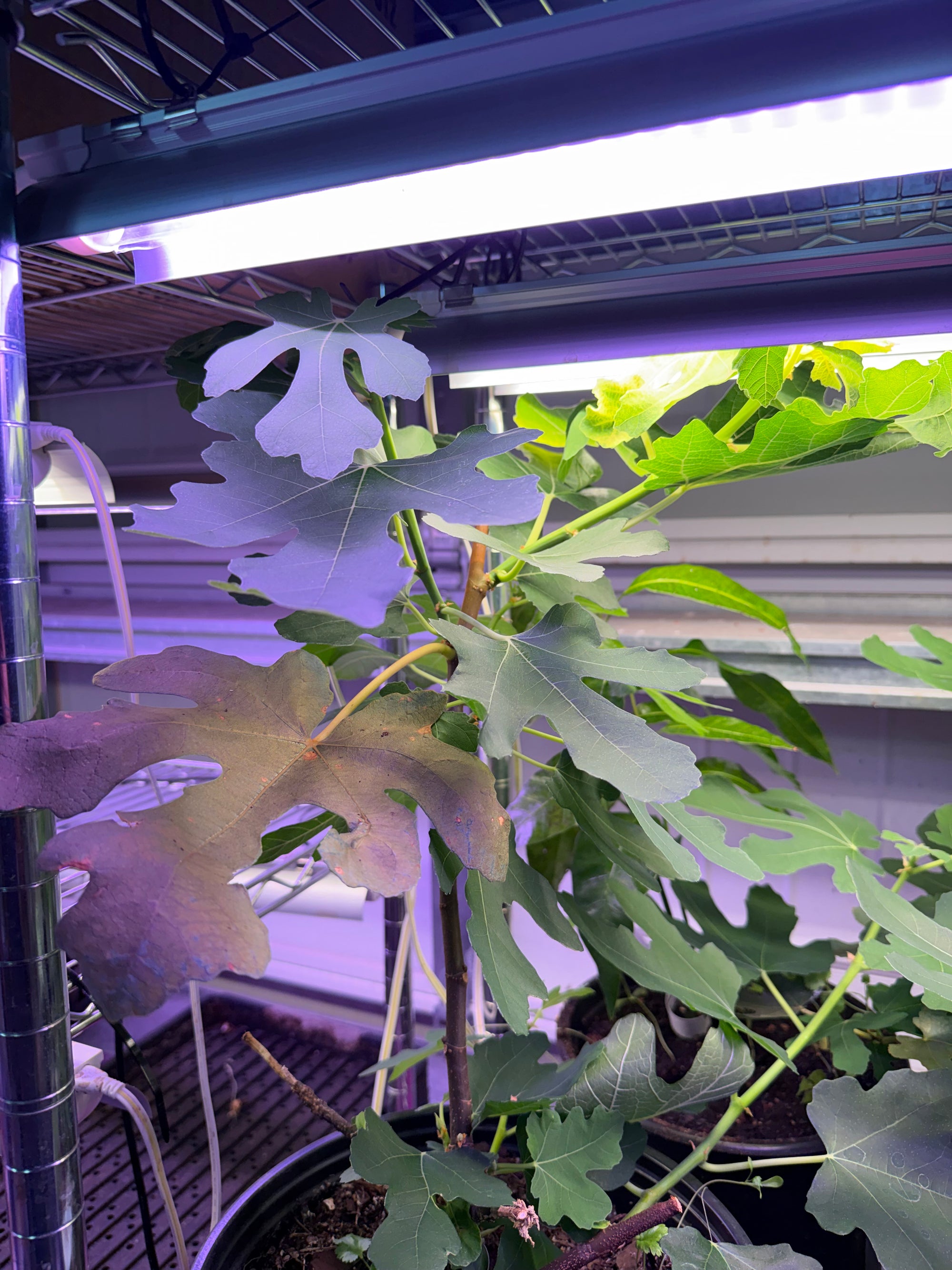 Brown Turkey Fig Plant