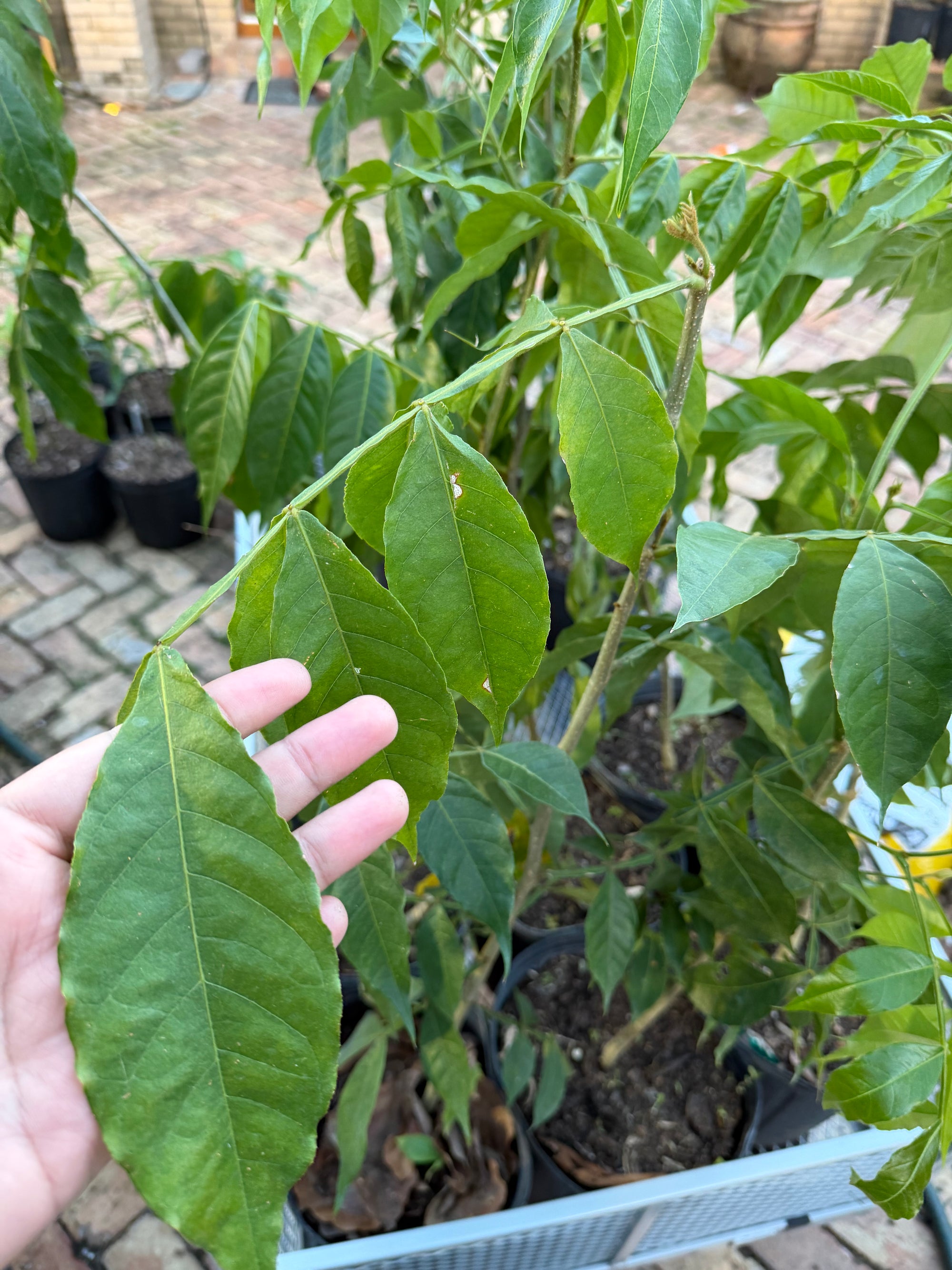 Ice Cream Bean Plant Grafted 36+ Inchers
