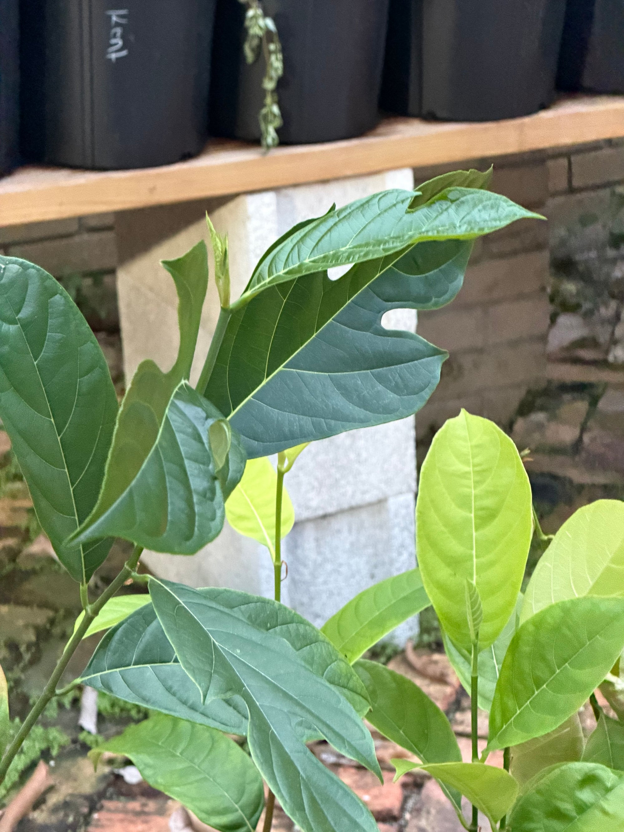 Jackfruit (From Seed)